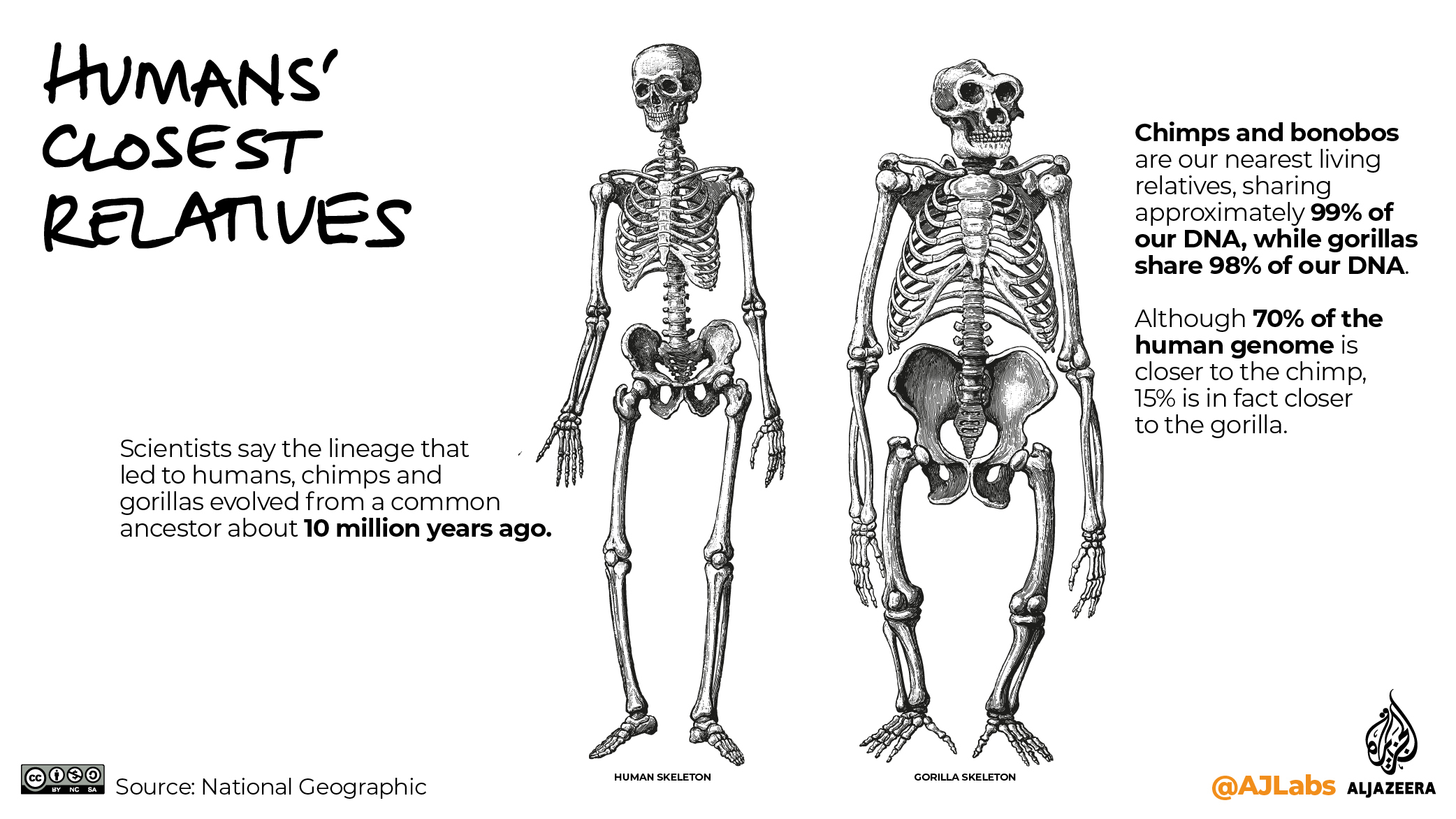 INTERACTIVE: The Green Read - gorillas and tigers