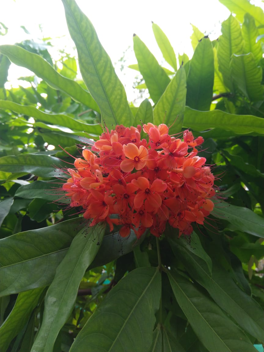 An Ashoka tree flowers at the Kotturpuram Urban Forest; the tree is on the International Union for Conservation of Nature’s Red List of Threatened Species [Photo courtesy of Shobha Menon]