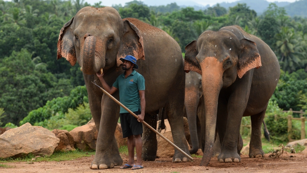 SRI LANKA-ANIMAL-ELEPHANT-DAY