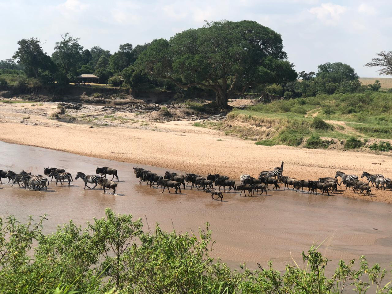 The annual migration of wildebeest between Tanzania’s Serengeti and Kenya’s Maasai Mara