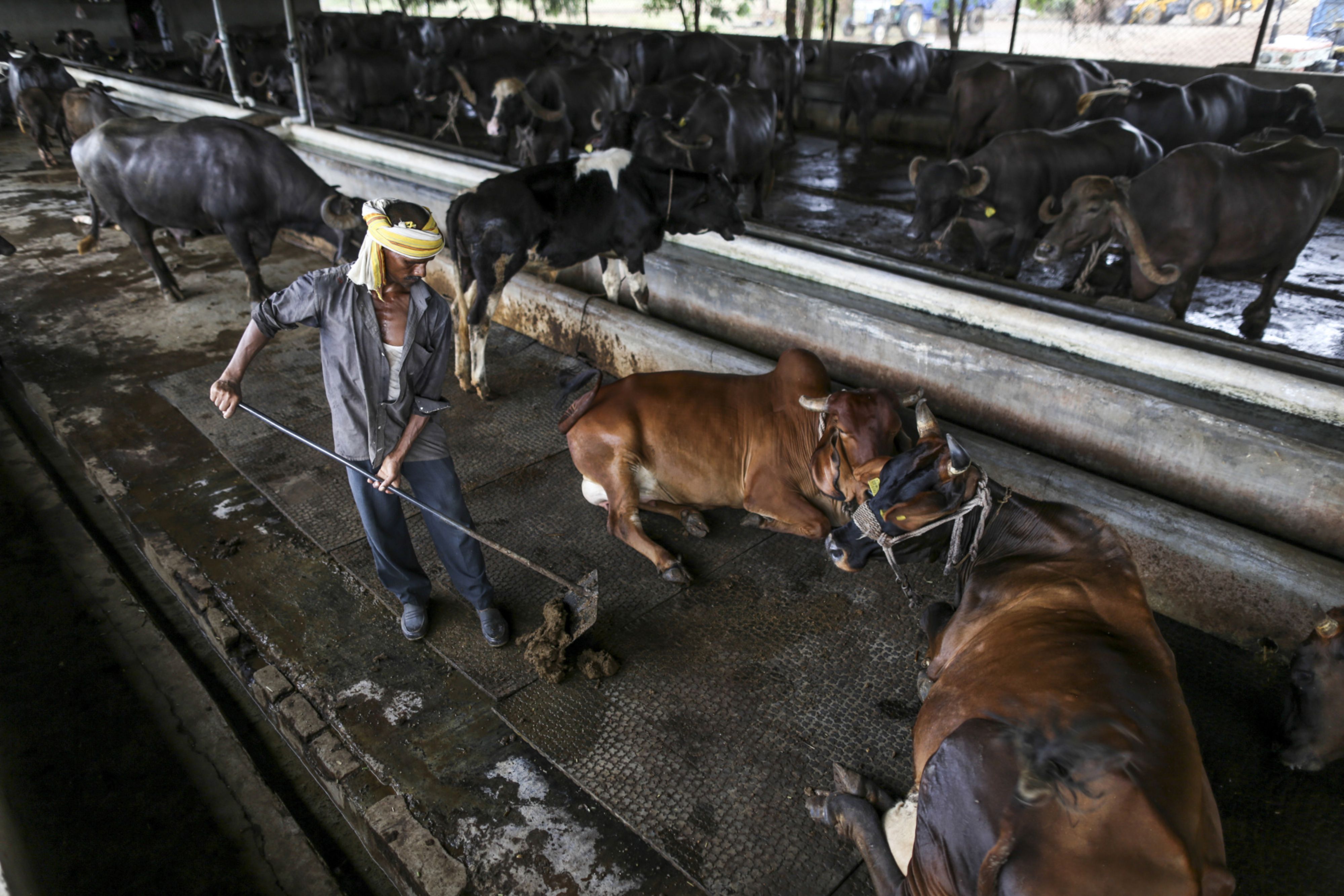 India dairy farm [Bloomberg]