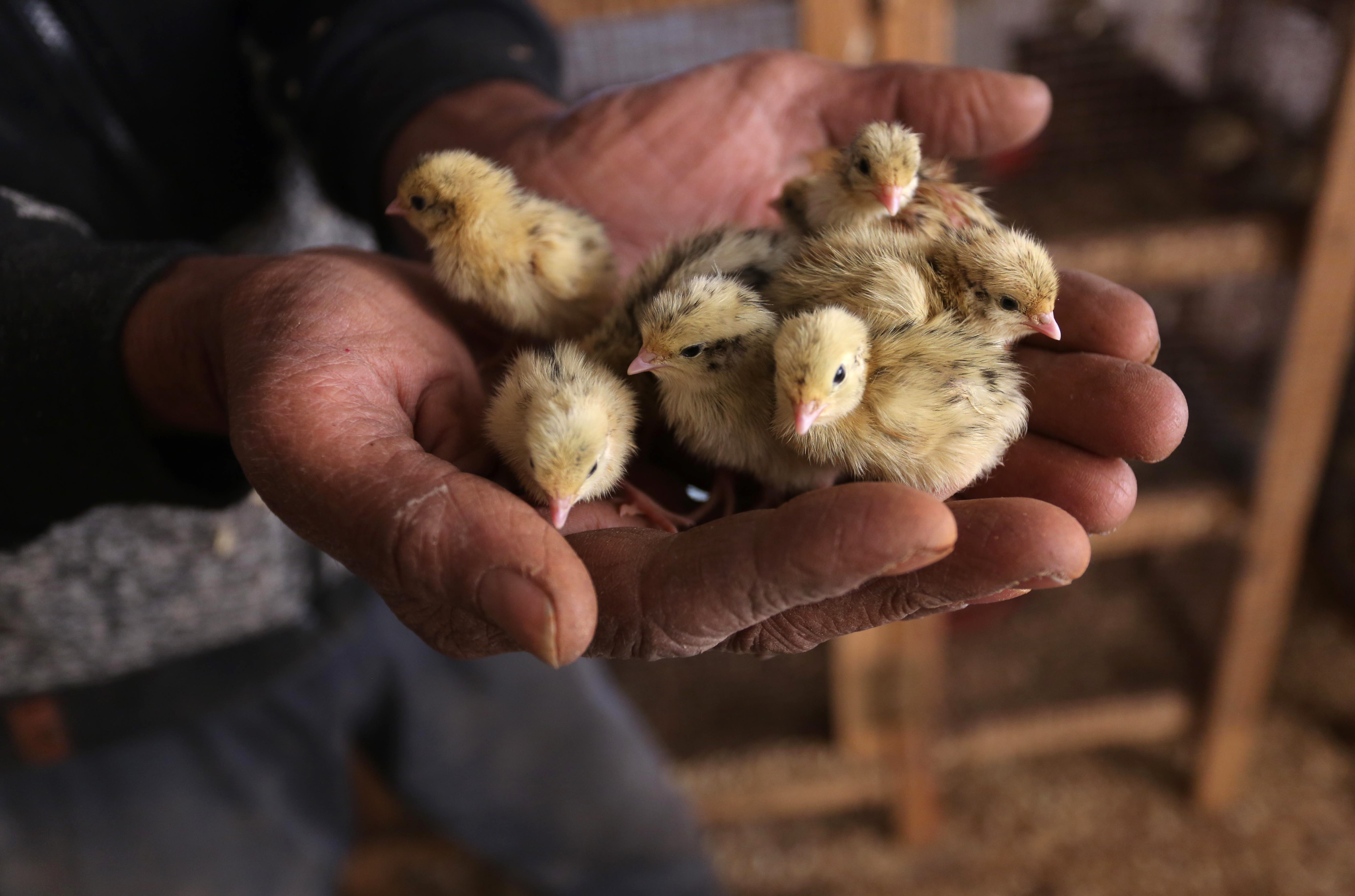 The low price of quail has made it more in demand than chicken for local consumers [Ashraf Amra/Al Jazeera]