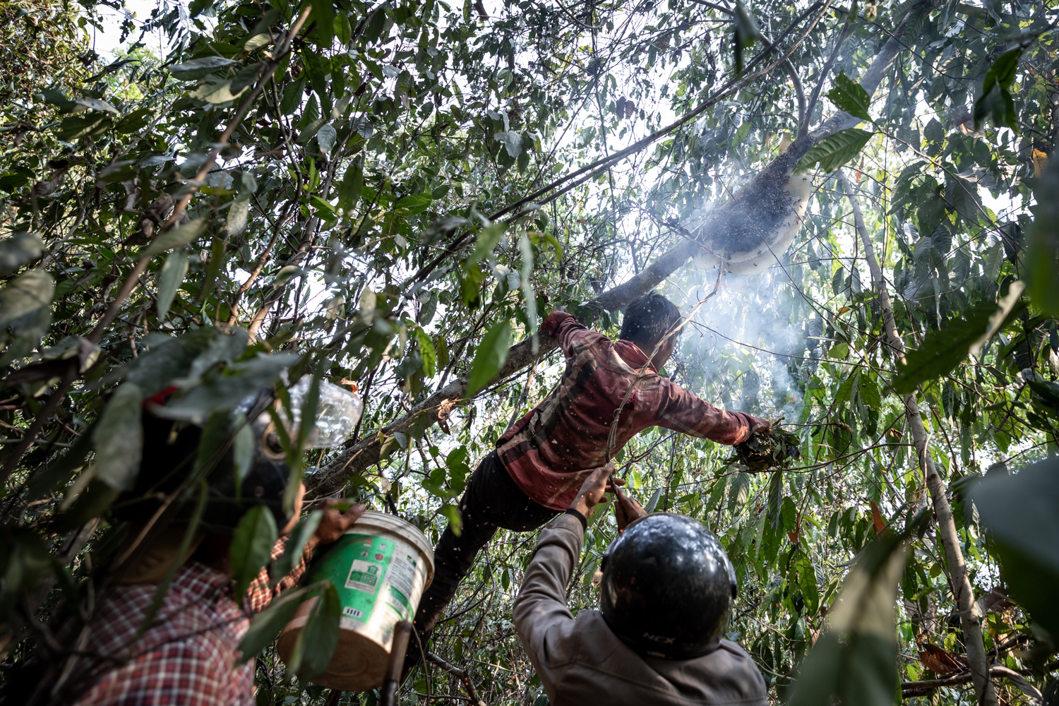 A family of Tompoun Indigenous bee hunters smokes out a beehive to harvest it in Ratanakiri province on March 15, 2021. (Roun Ry/Al Jazeera)