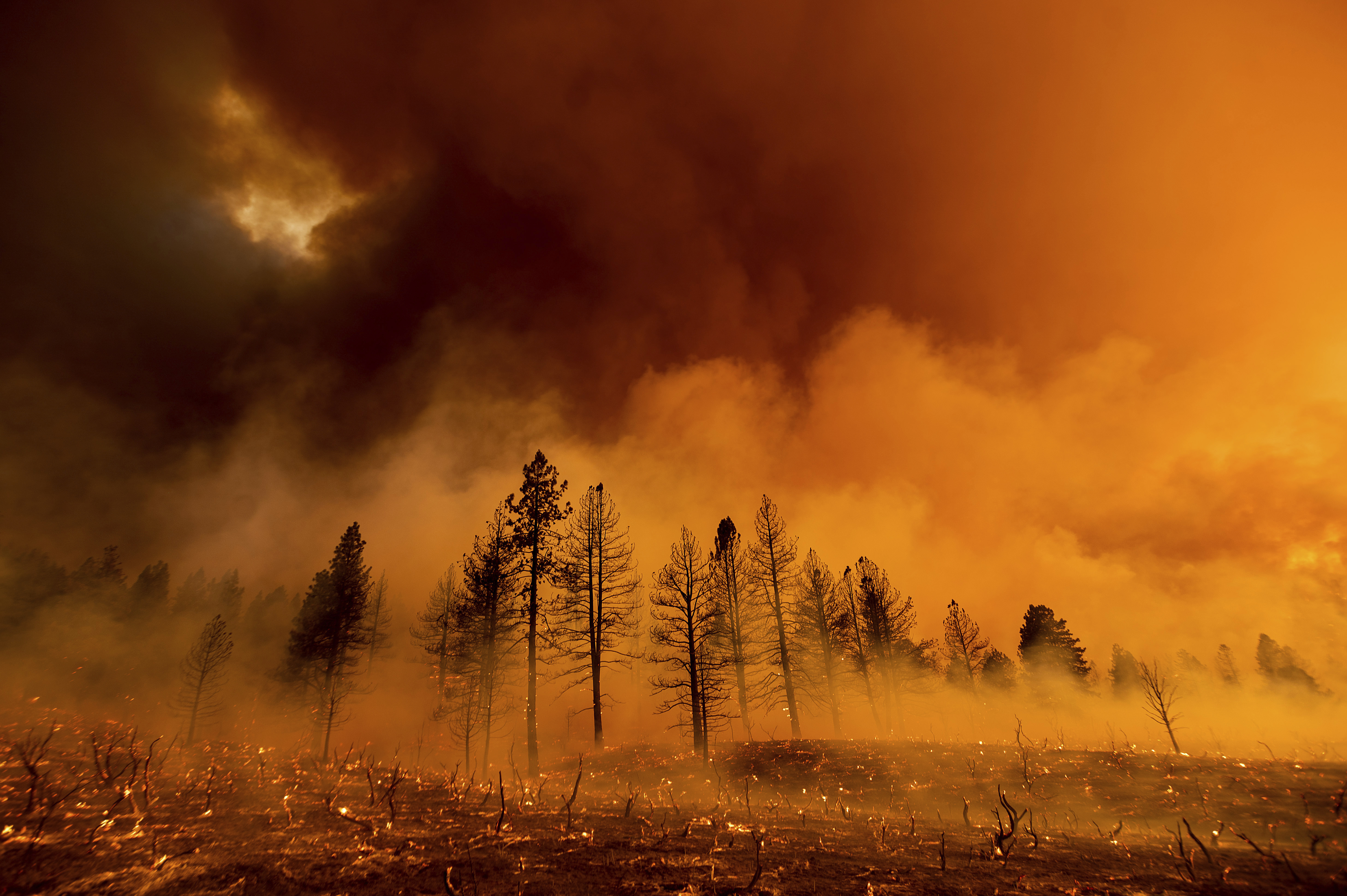 Smoke envelops trees as the Sugar Fire, part of the Beckwourth Complex fire, burns in Doyle, California, on Friday