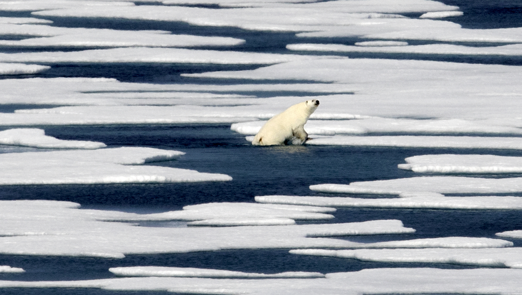 Climate scientists point to the Arctic as the place where climate change is most noticeable with dramatic sea ice loss, a melting Greenland ice sheet, receding glaciers and thawing permafrost [File: David Goldman/AP Photo]