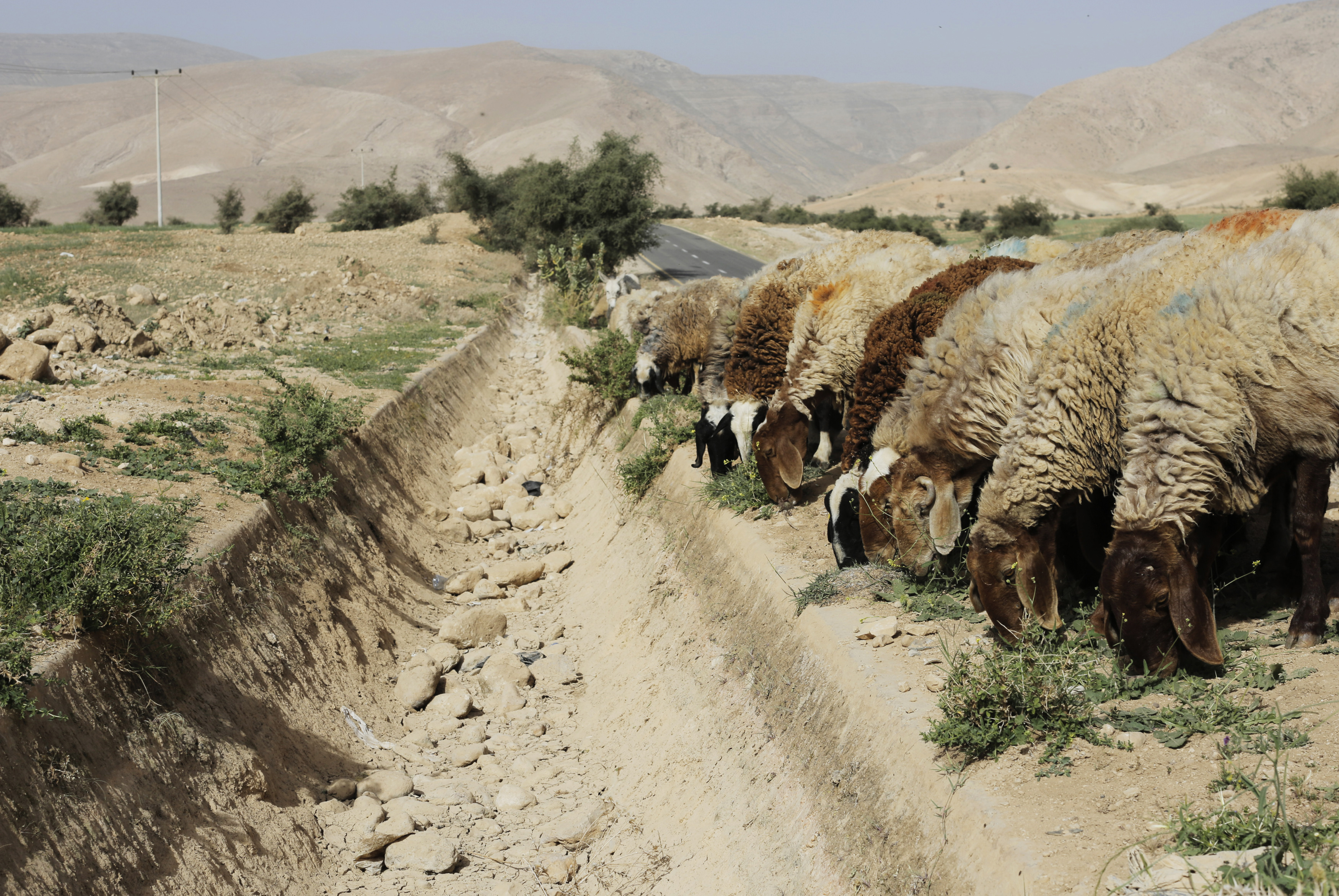 Sheep graze next to a dried out gulley usually flowing with natural spring water in the Palestinian village of al-Auja, near the West Bank city of Jericho March 7, 2014. The Middle East's driest winter in several decades could pose a threat to global food prices, with local crops depleted along with farmers' livelihoods, U.N. experts and climatologists say. Varying degrees of drought are hitting almost two thirds of the limited arable land across Syria, Lebanon, Jordan, the Palestinian territories and Iraq. To match analysis CLIMATE-DROUGHT/MIDDLEAST REUTERS/Ammar Awad (WEST BANK - Tags: ENVIRONMENT ANIMALS AGRICULTURE)