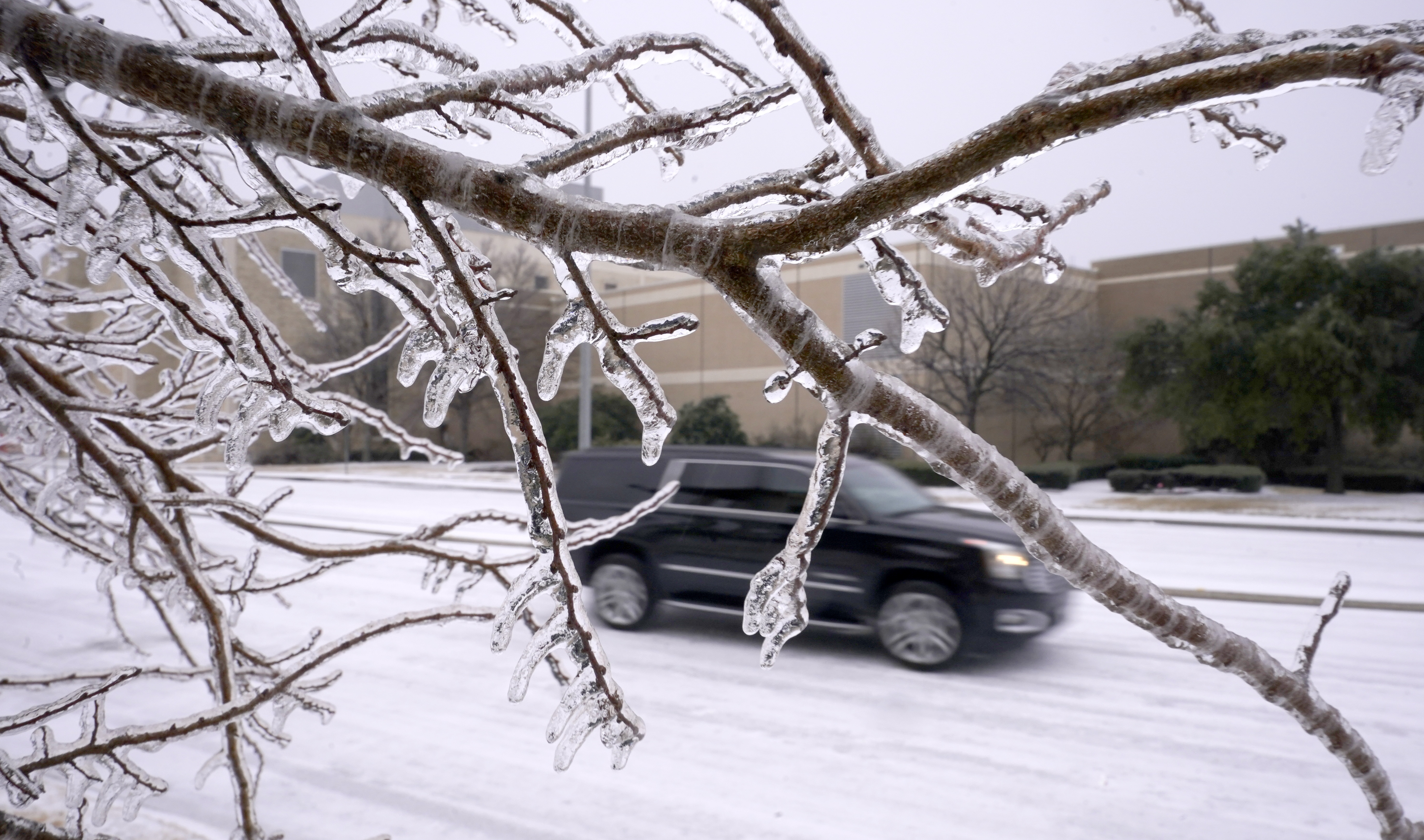 Frozen tree branches