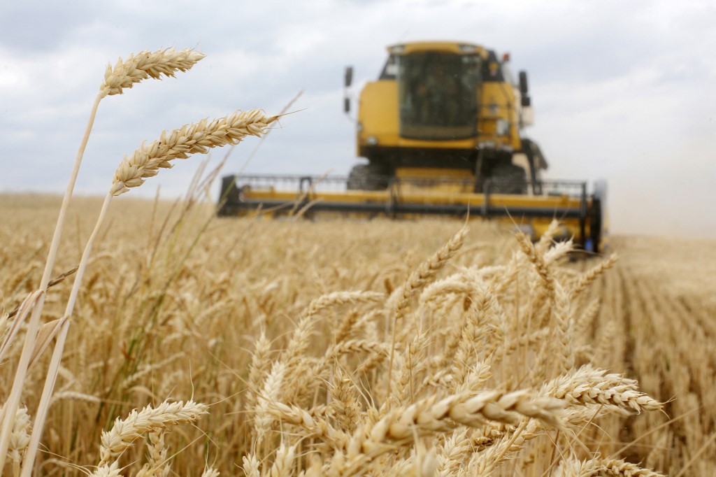 man holds wheat grains