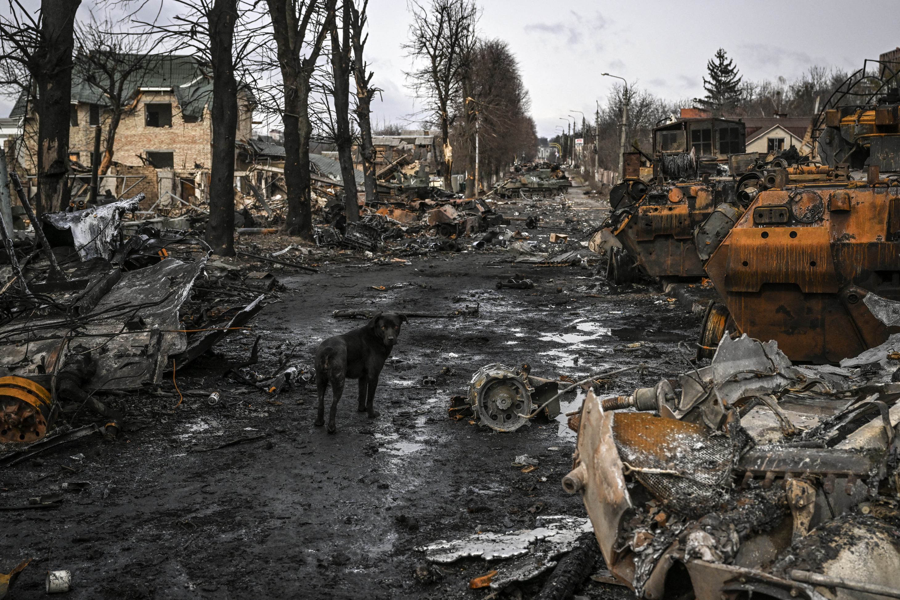 A dog stands between destroyed Russian armored vehicles