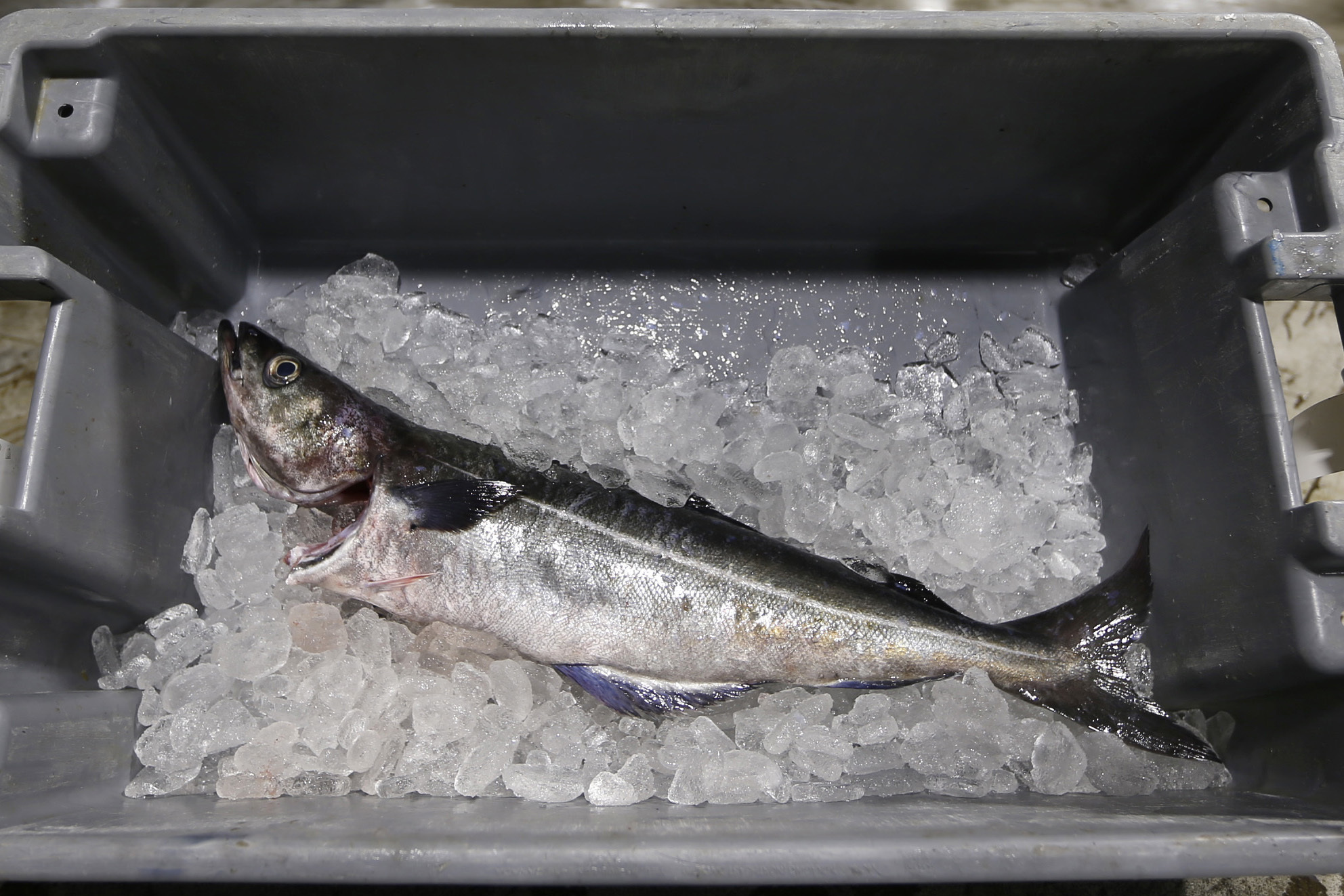 An Atlantic pollock sits on ice