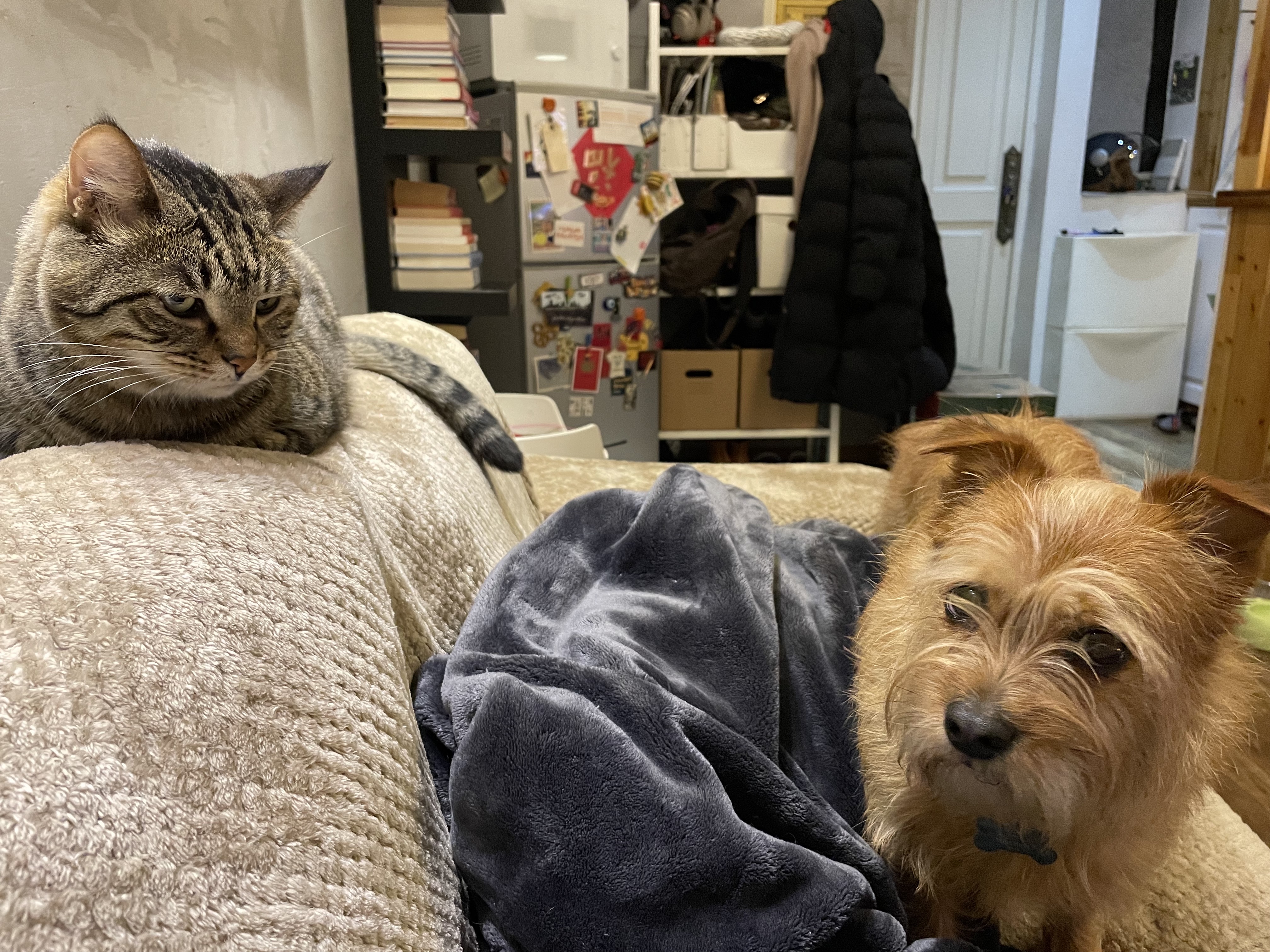 Vicky's cat lying on the top of the sofa gives a disparaging look at Mocha, a fluffy pale brown dog, who's sitting on a blanket on the sofa 