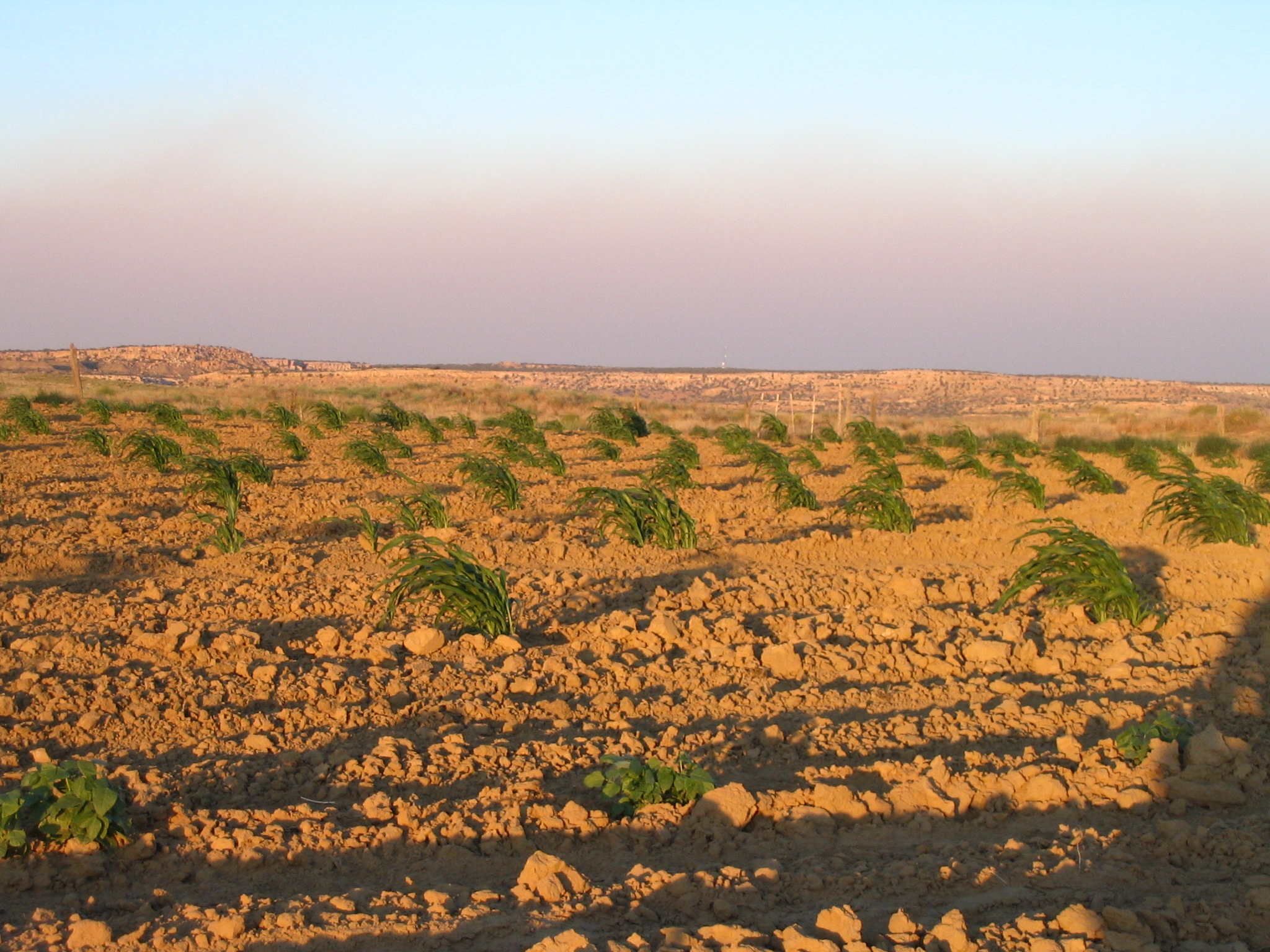 Young corn in a field