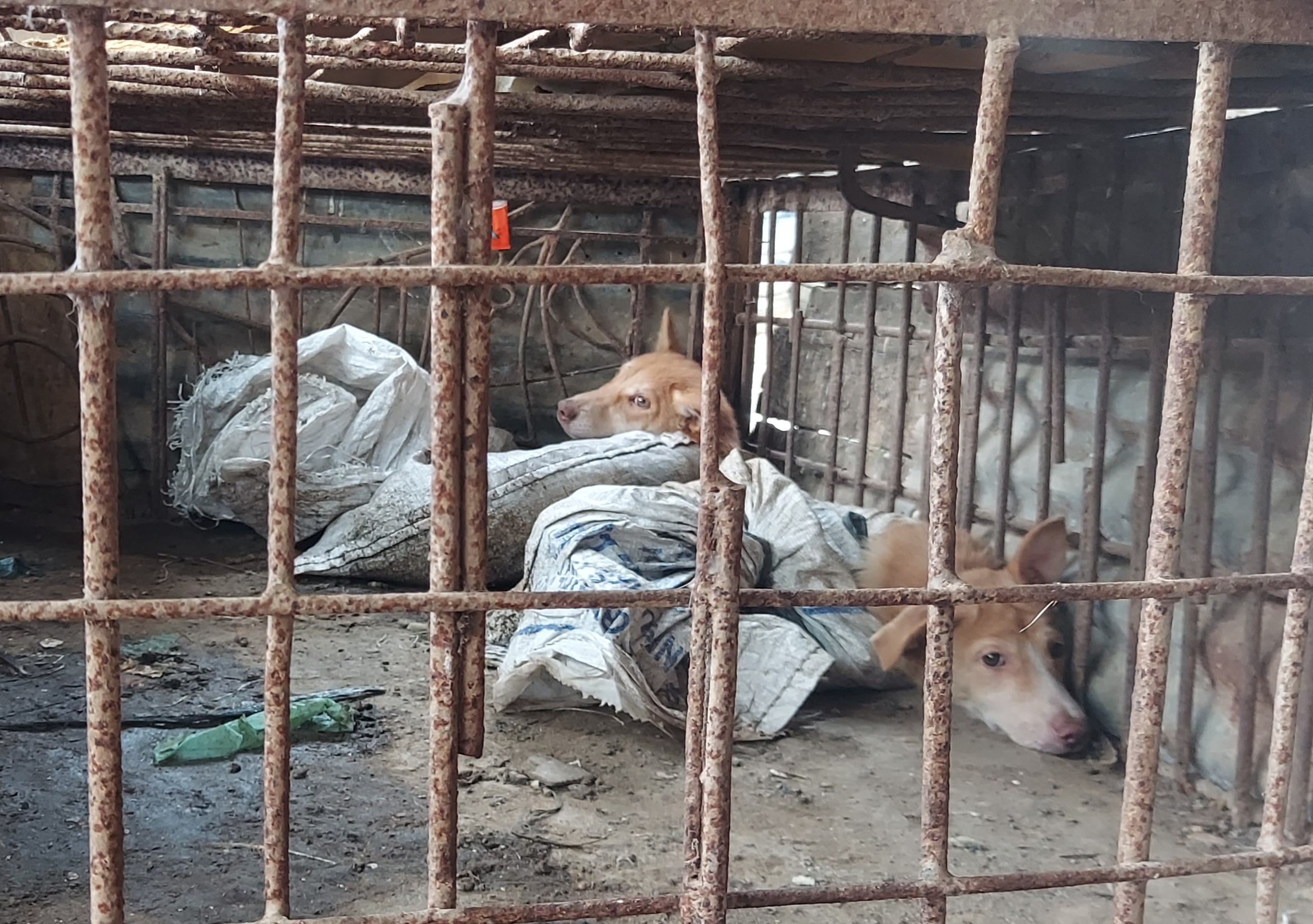 Two dogs in captivity.