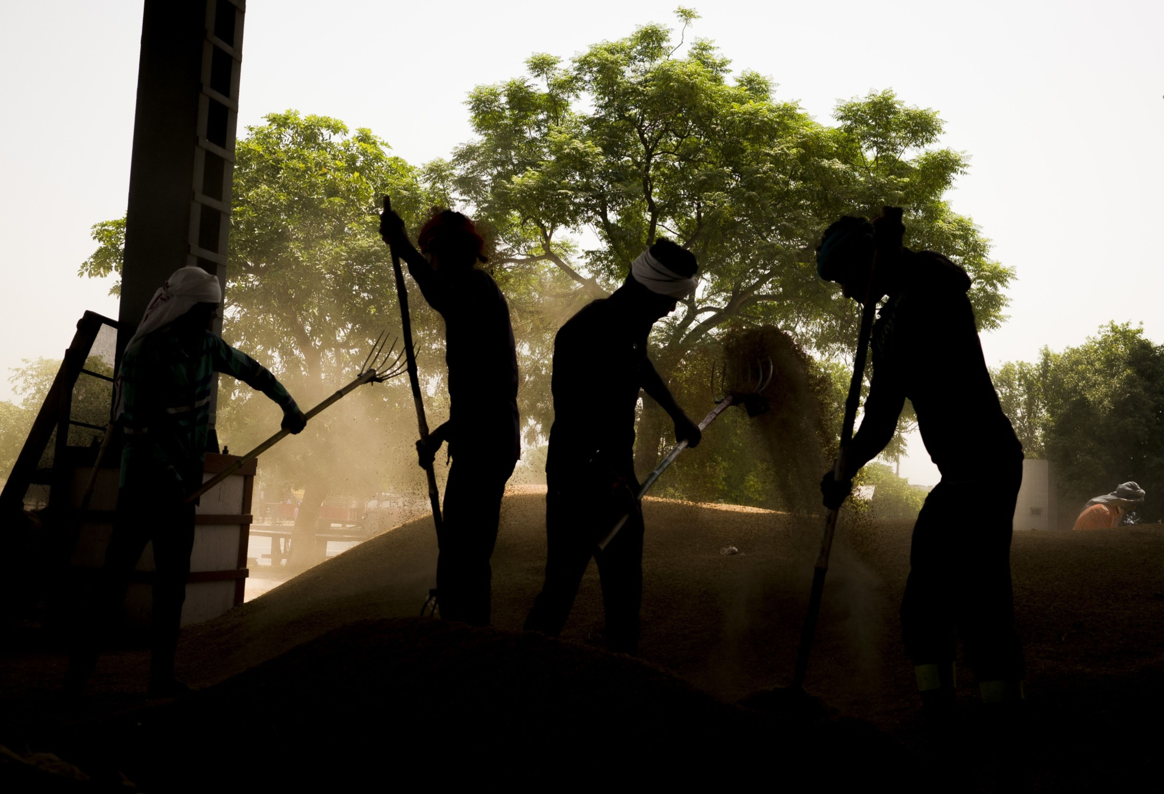 Workers clean rice paddy at a wholesale market in the outskirts in New Delhi, India.