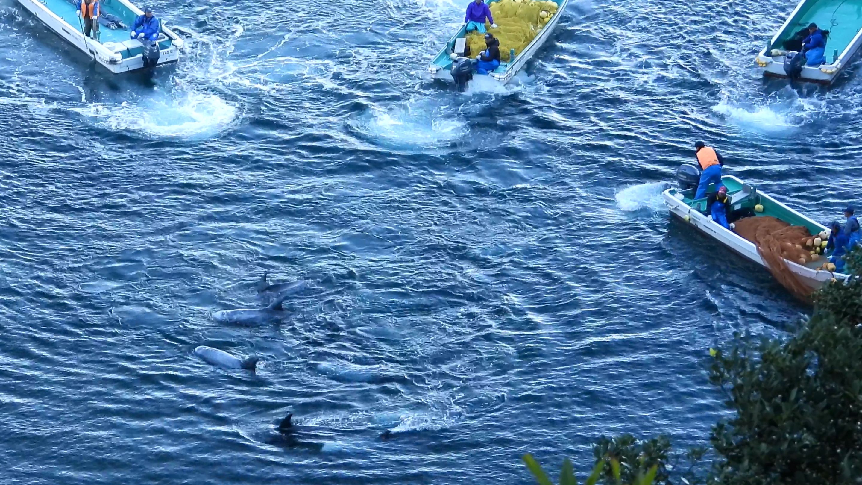 Fisherfolk in Taiji, Japan, driving 18 Risso's dolphins into a cove on December 2, 2021.