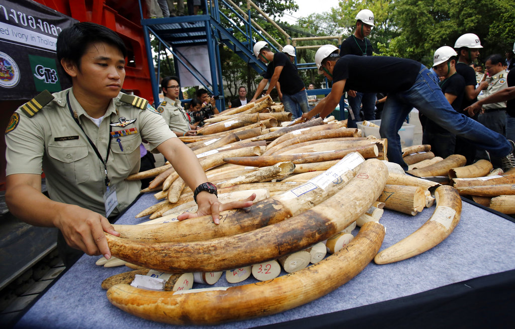 Officials in Thailand arrange seized elephant tusks to be displayed before destruction in Bangkok, Thailand, in 2015 [File: Sakchai Lalit/AP]