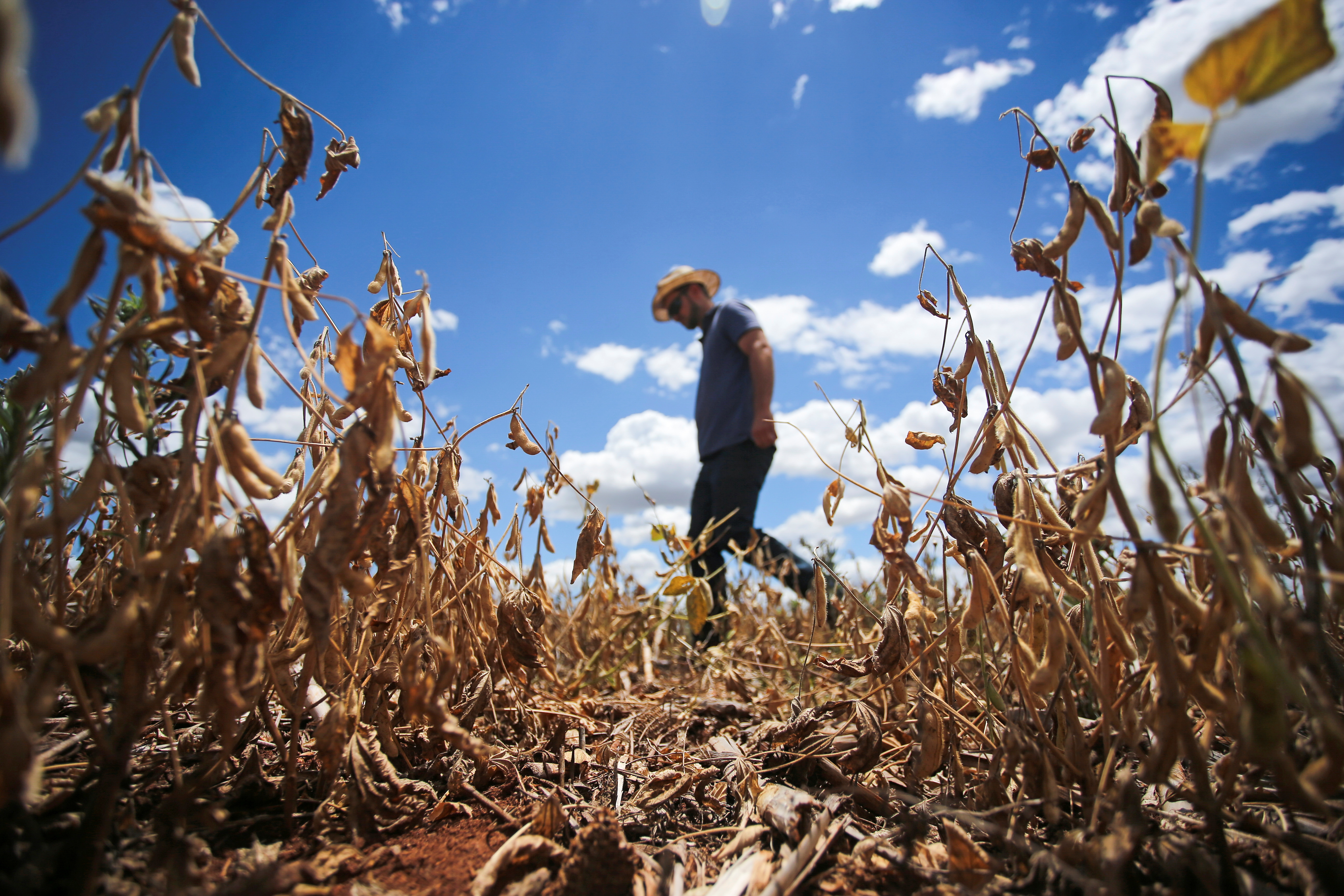 Anderson Soletti walks at his soy plantation affected by drought.