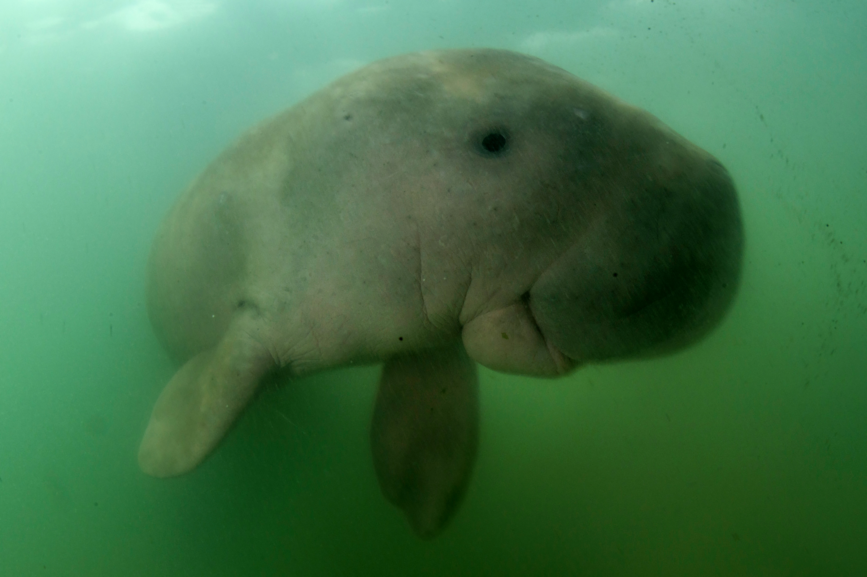 dugong