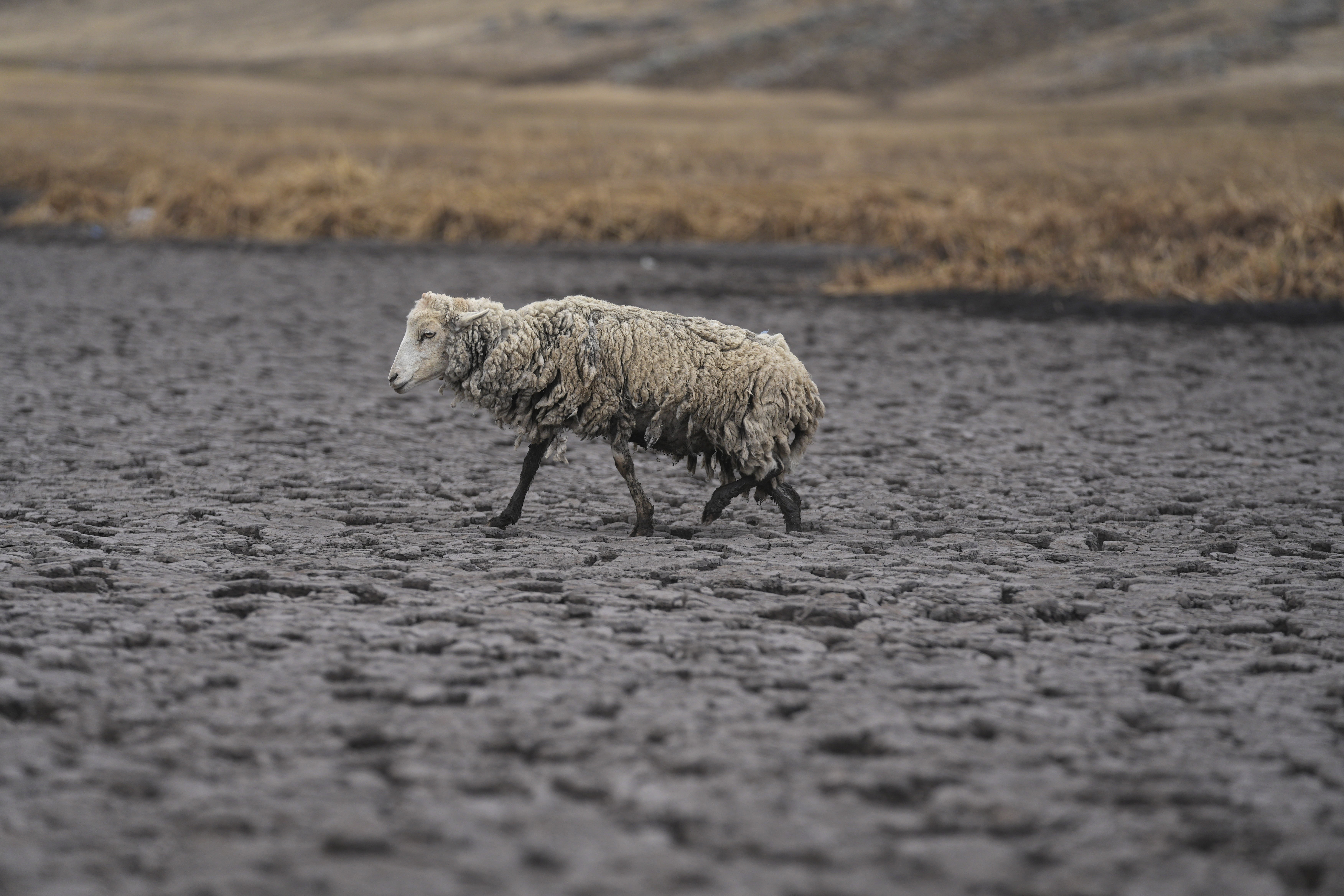 An emaciated sheep walks on the dry bed of the Cconchaccota lagoon