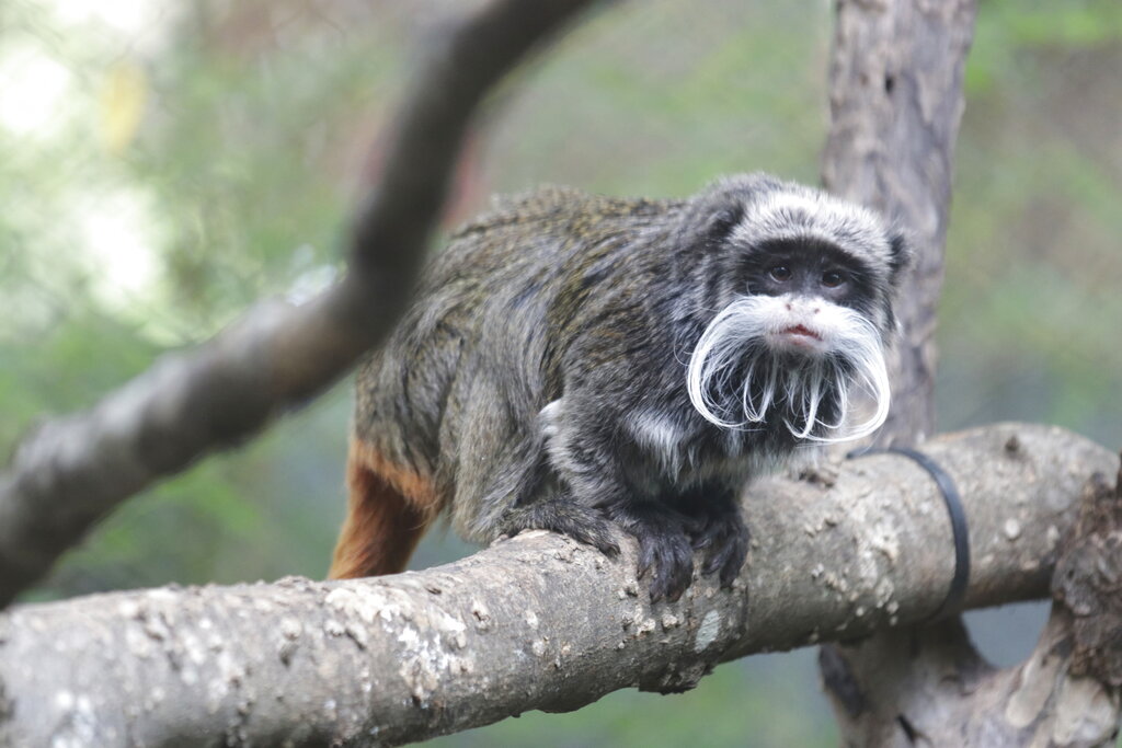 An emperor tamarin monkey perched on a branch