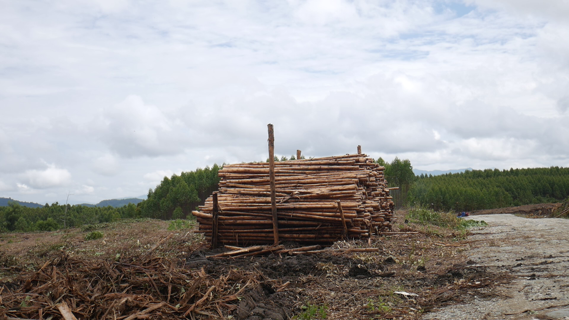 Indonesia deforestation