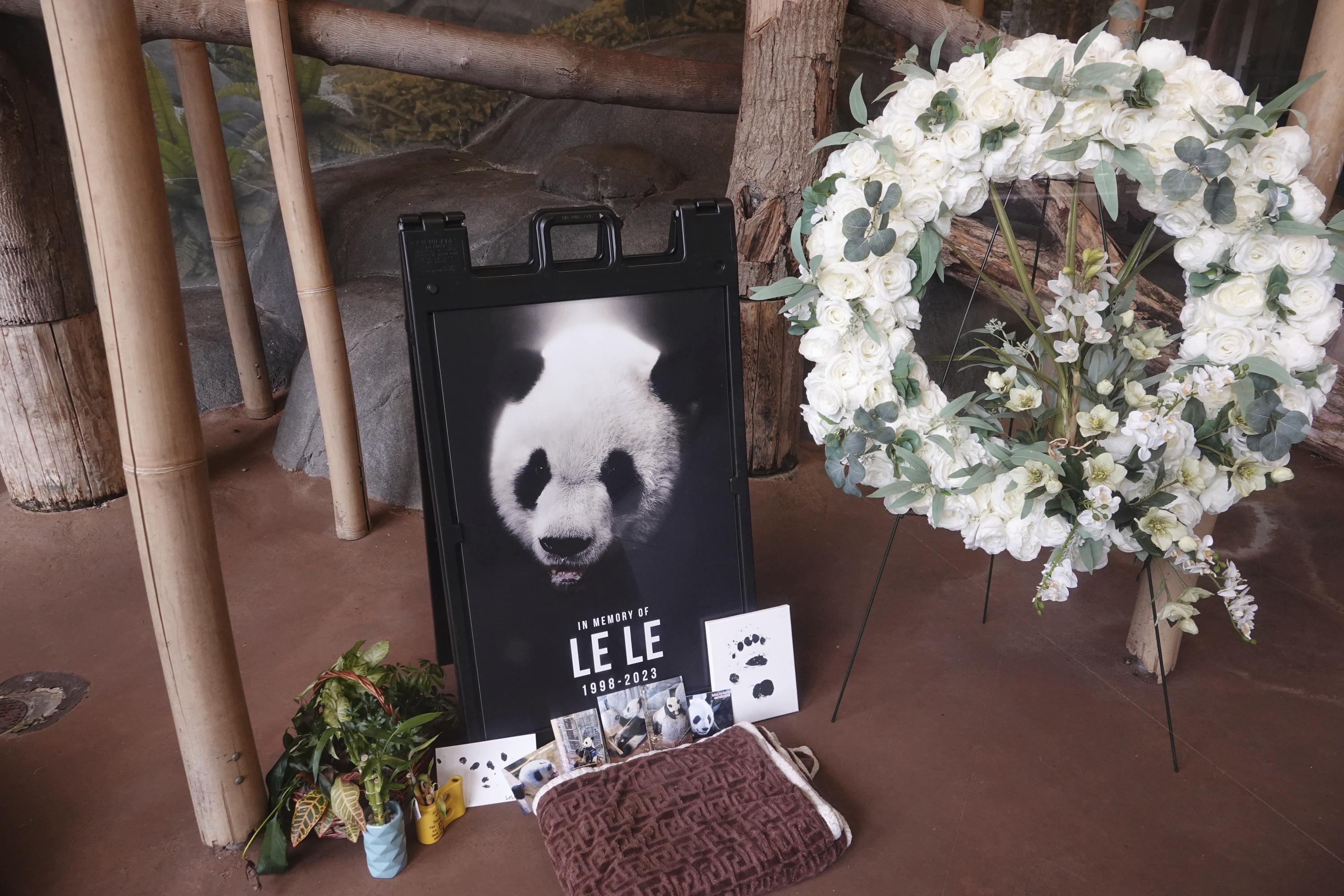 A memorial sits in the day house of Le Le, a Giant Panda that passed away earlier this year at the Memphis Zoo Saturday, April 8, 2023, in Memphis, Tenn. [Karen Pulfer Focht/AP]