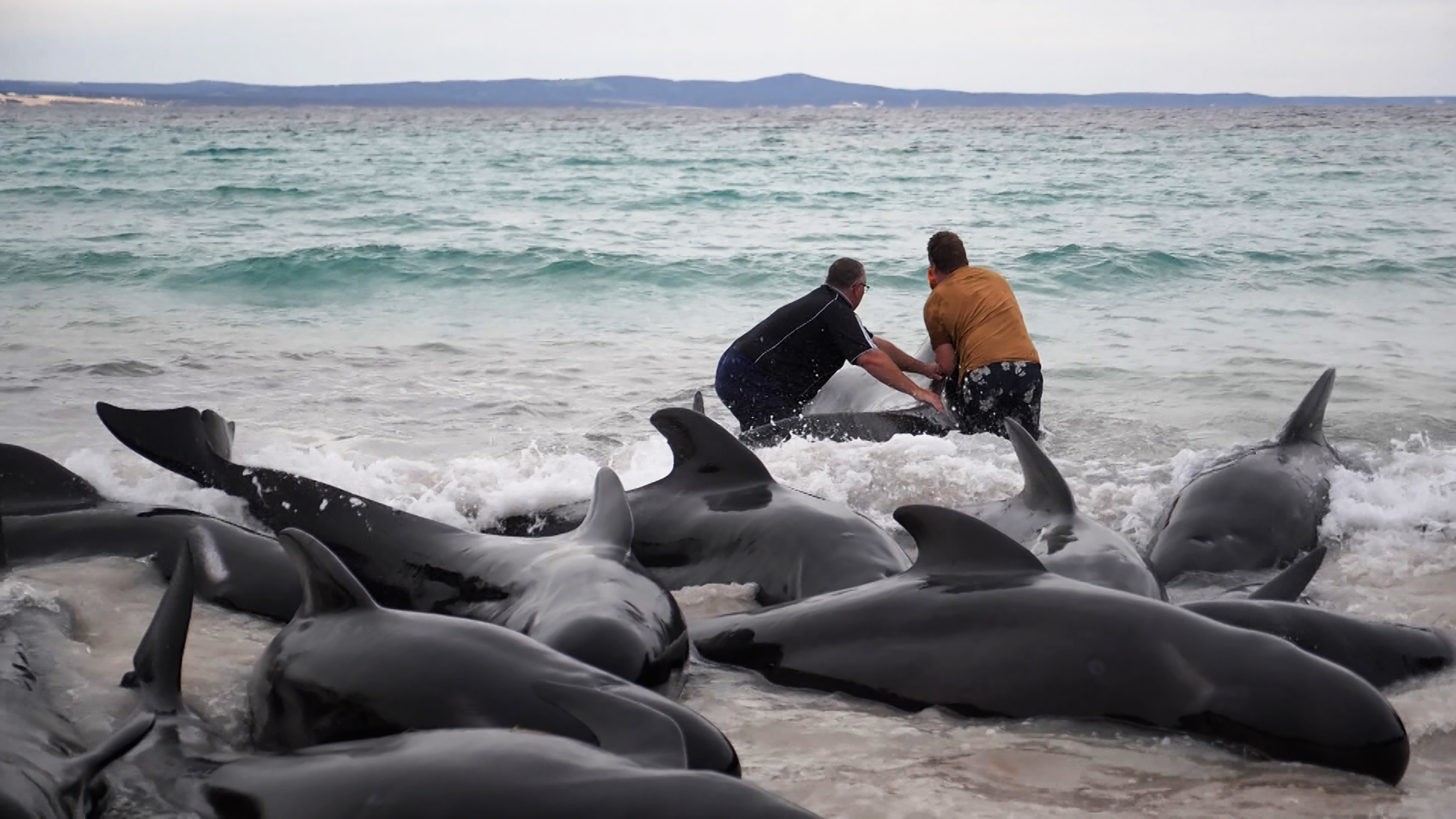 stranded whales Australia