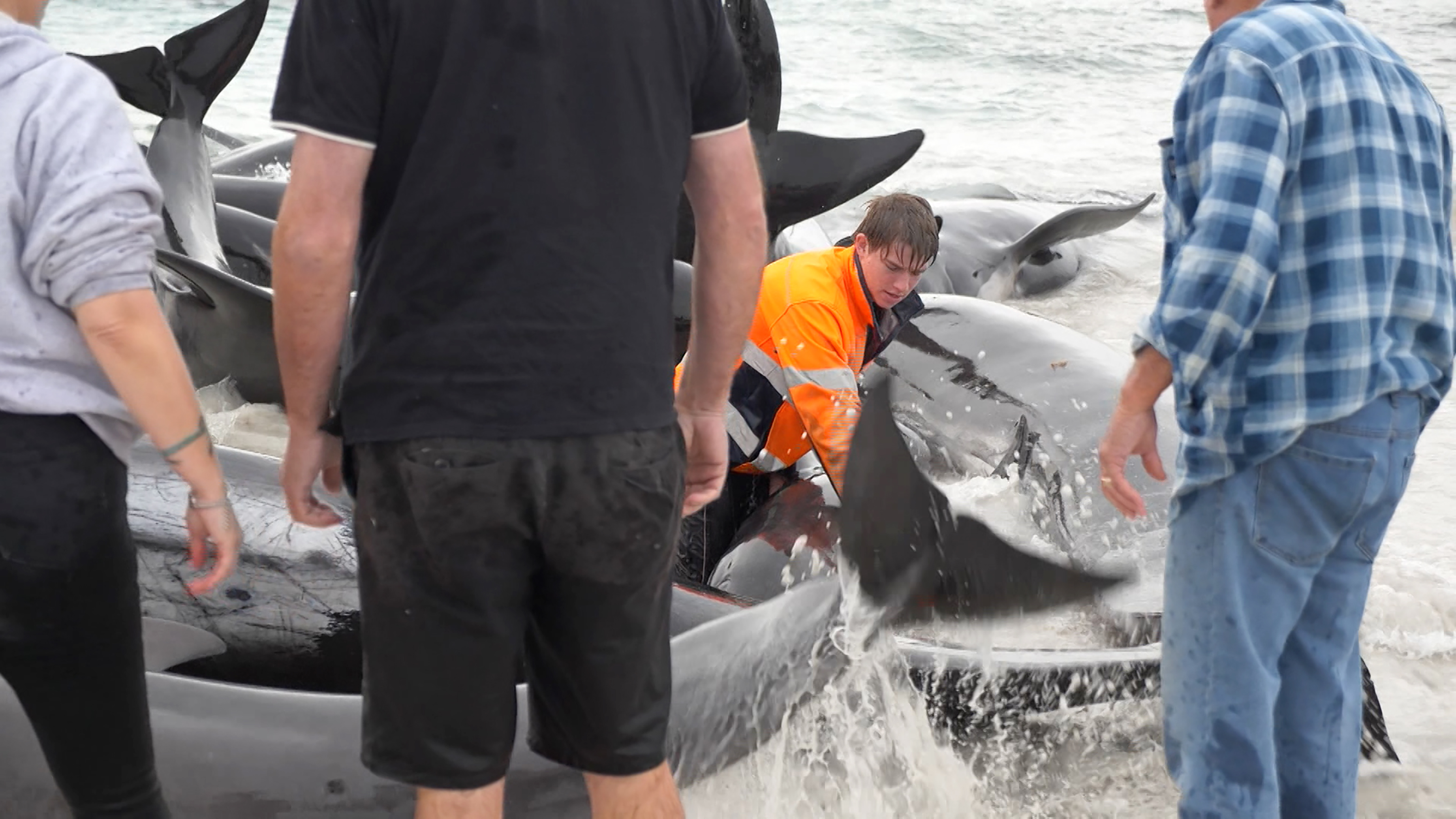 stranded whales Australia