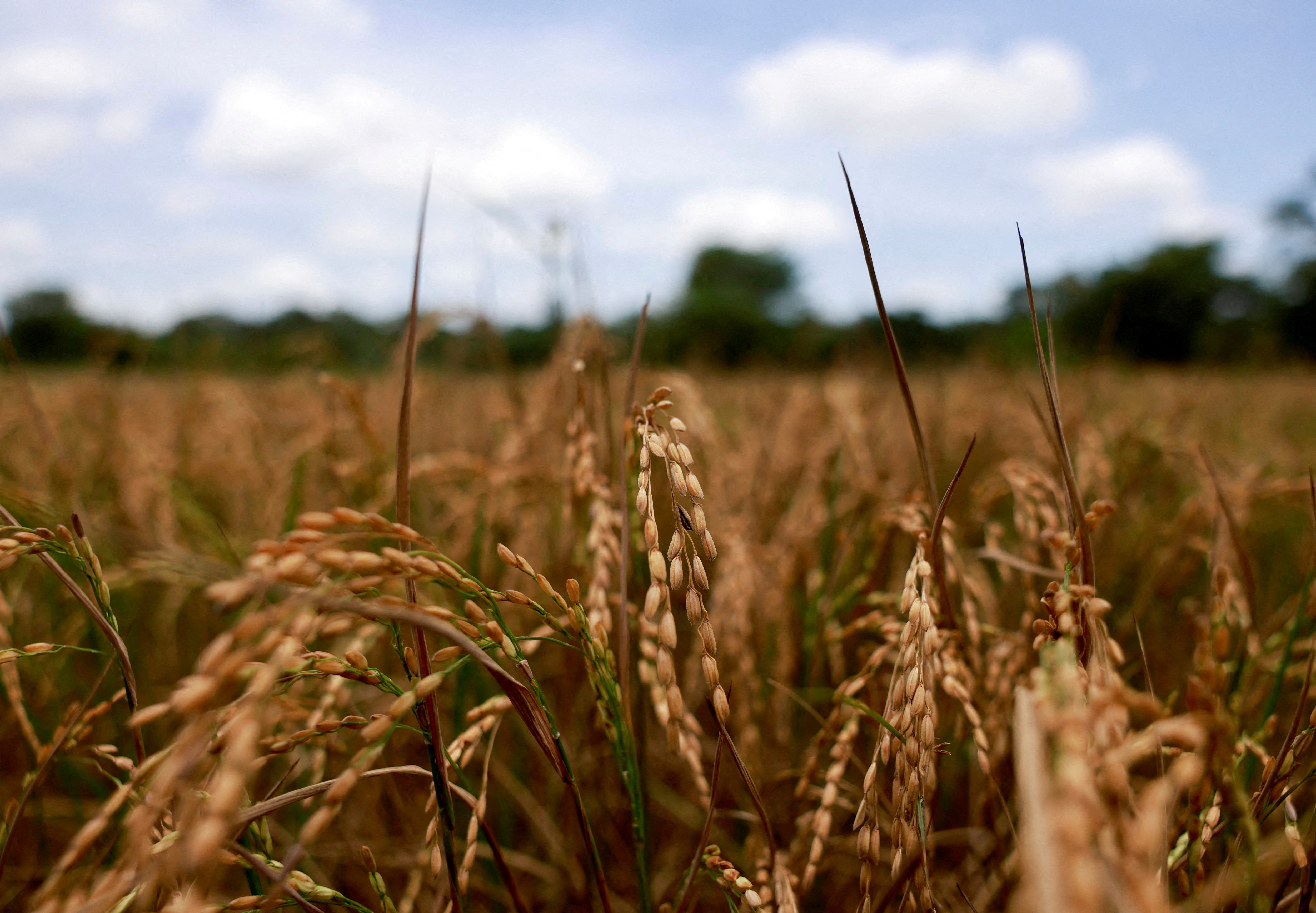 Drought dents Sri Lanka's economic hopes, farmers' livelihood
