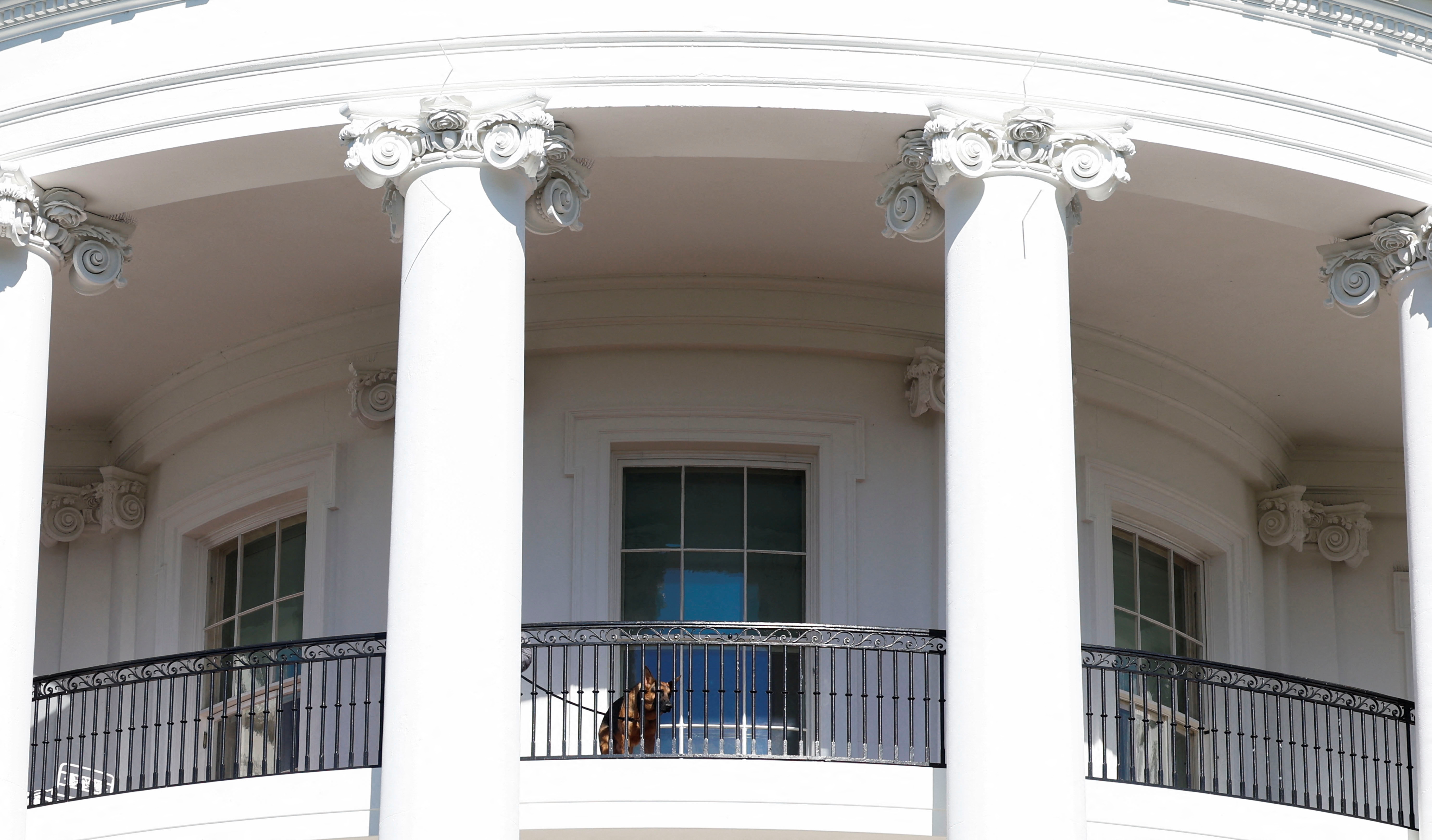 Commander, U.S. President Biden's dog, stands on a balcony on the day of the annual ceremony to pardon Chocolate and Chip, the National Thanksgiving Turkeys, on the South Lawn of the White House in Washington, U.S., November 21, 2022. REUTERS/Evelyn Hockstein 