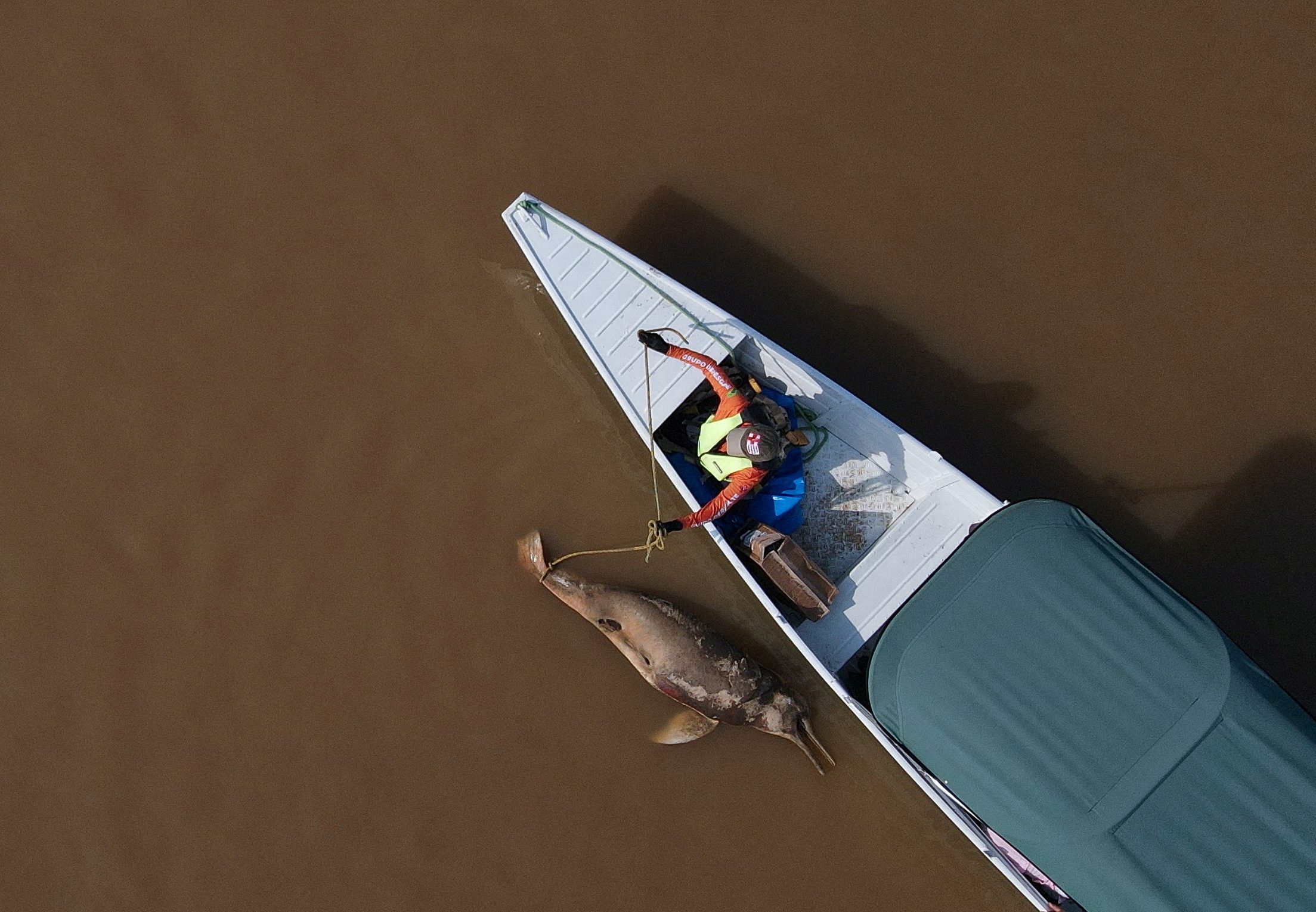 A dead dolphin is seen at the Tefe lake effluent of the Solimoes river that has been affected by the high temperatures and drought in Tefe, Amazonas state, Brazil, October 1, 2023. REUTERS/Bruno Kelly