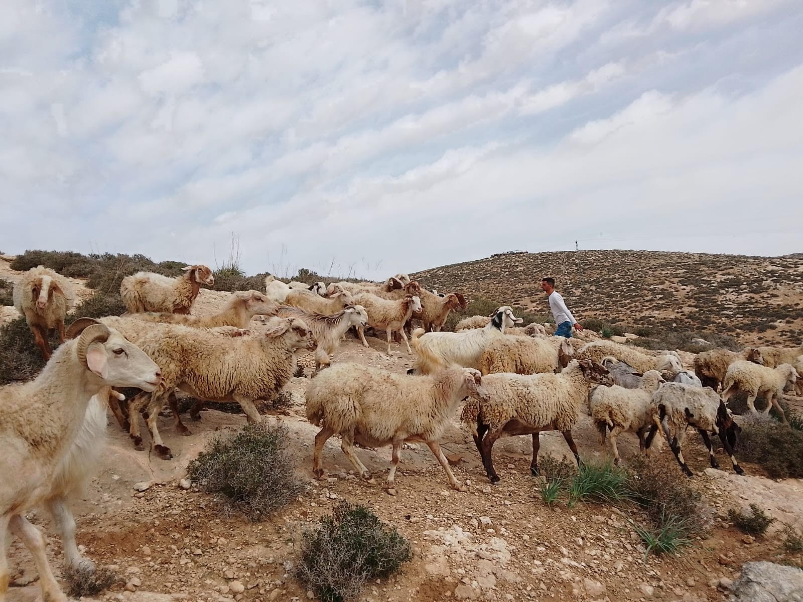 In this photograph taken on his phone by Palestinian farmer Salah Awwad in August 2023, an Israeli settler can be seen invading his sheep farm [Courtesy of Salah Awwad]