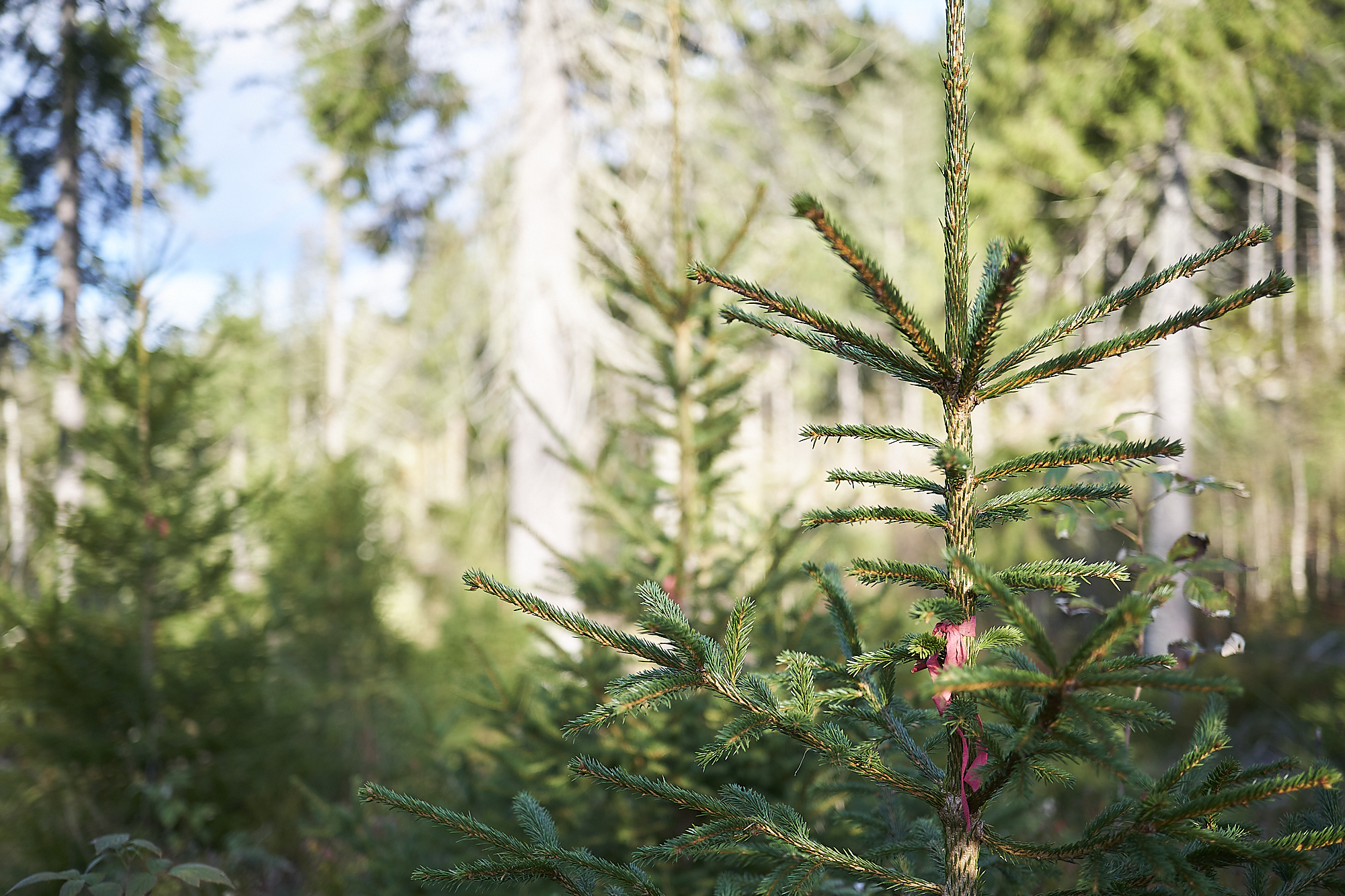 Saplings in the Future Library forest.