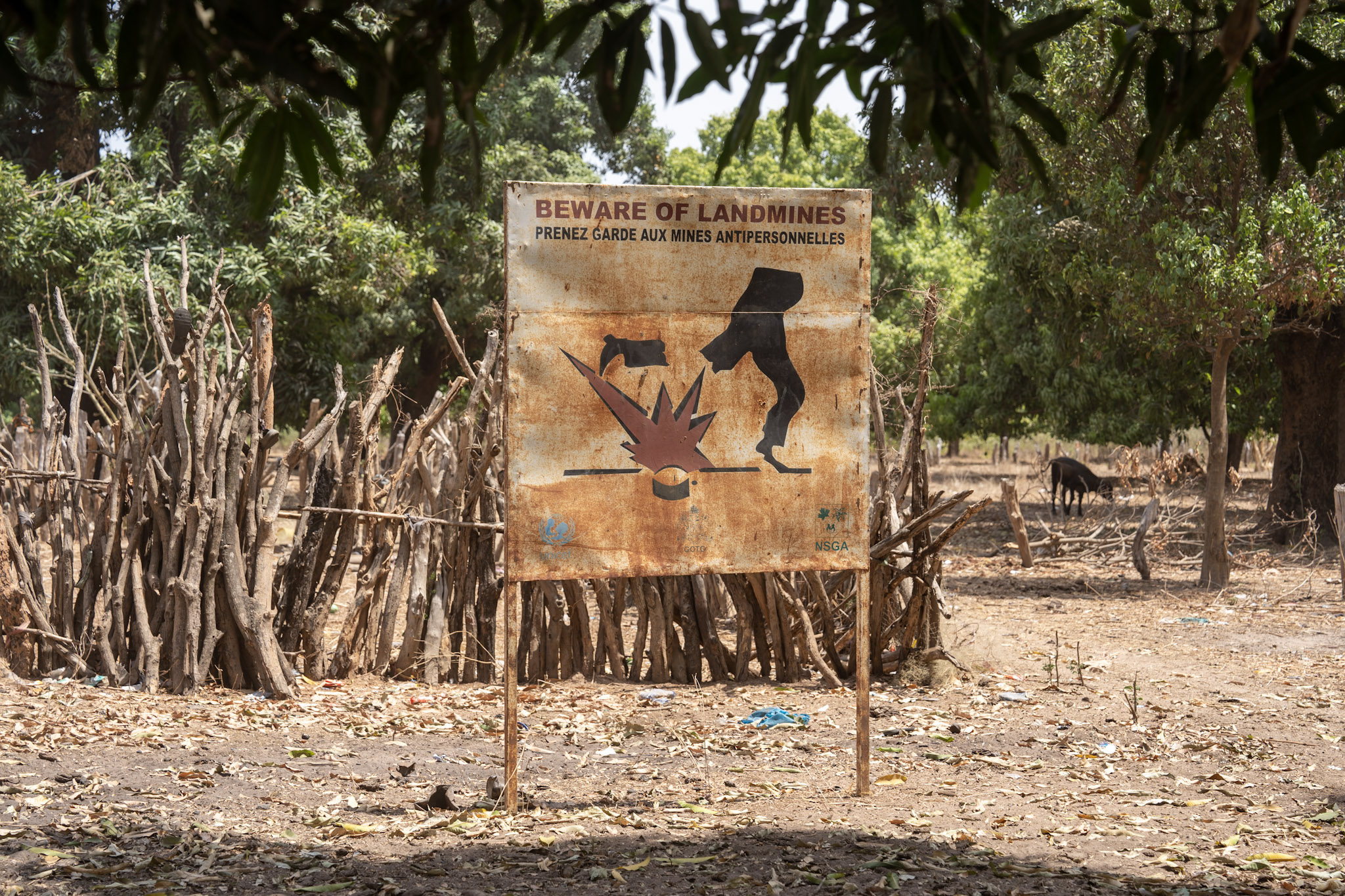 Most of the trafficked rosewood comes from the Casamance region in southern Senegal, where a secessionist conflict has been going on for decades