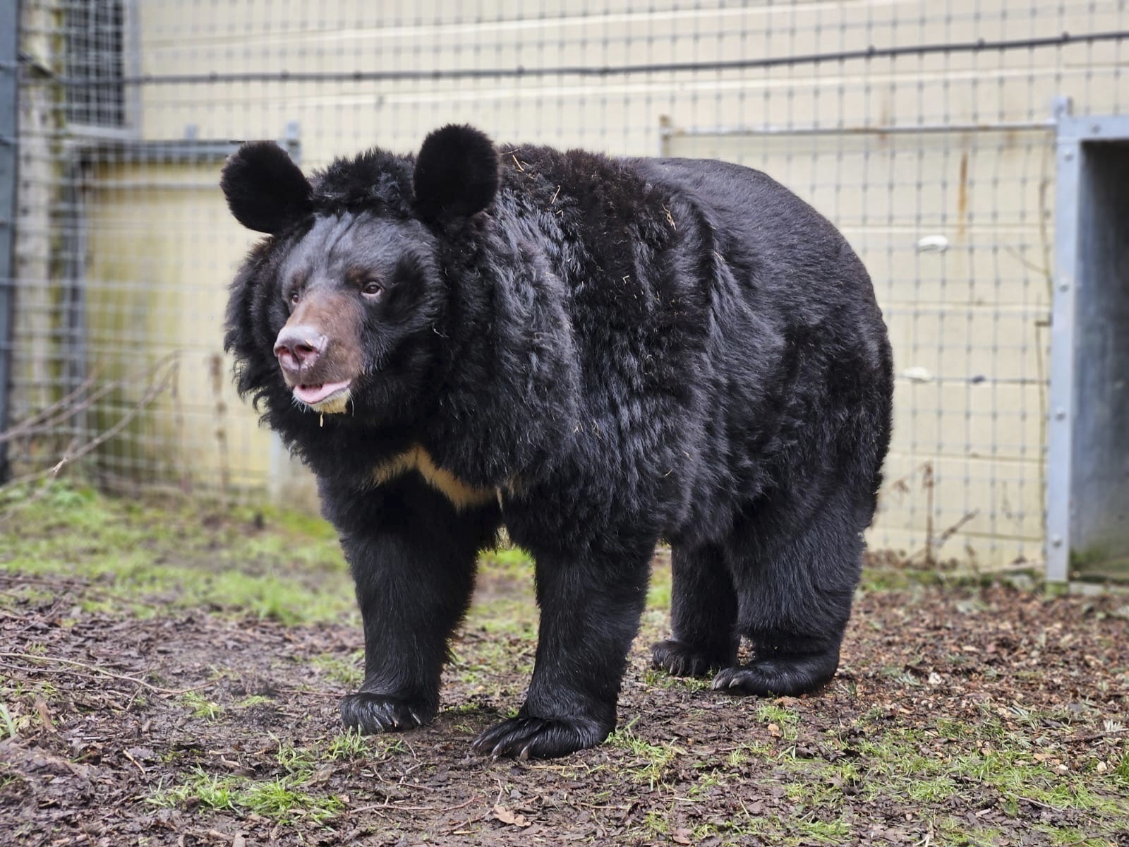 Yampil at the Five Sisters Zoo. The bear is black and fluffy
