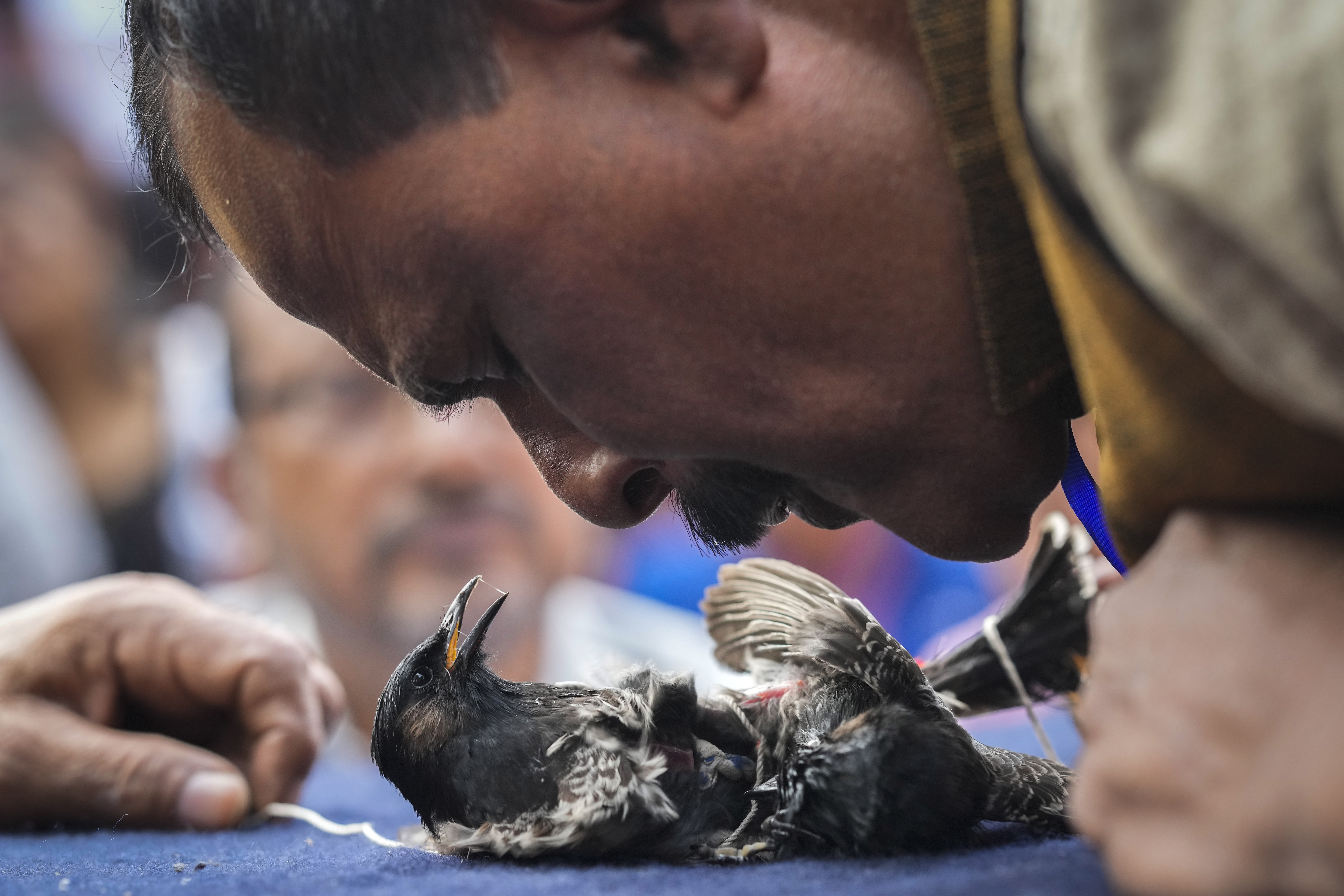 A judge tries to separate two bulbul birds during a fight