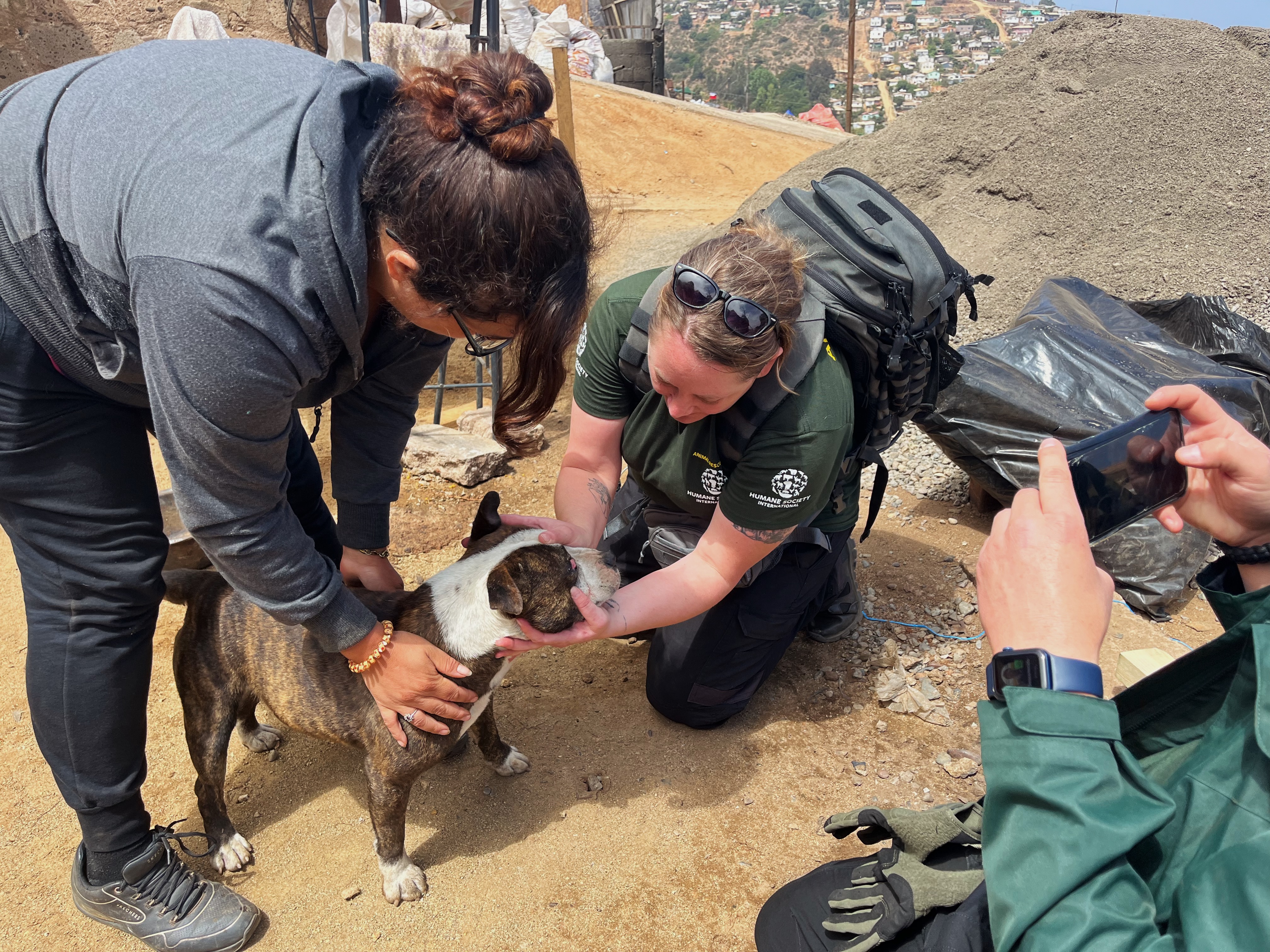 A woman holds a pitbull still while another woman inspects its inflamed eye.