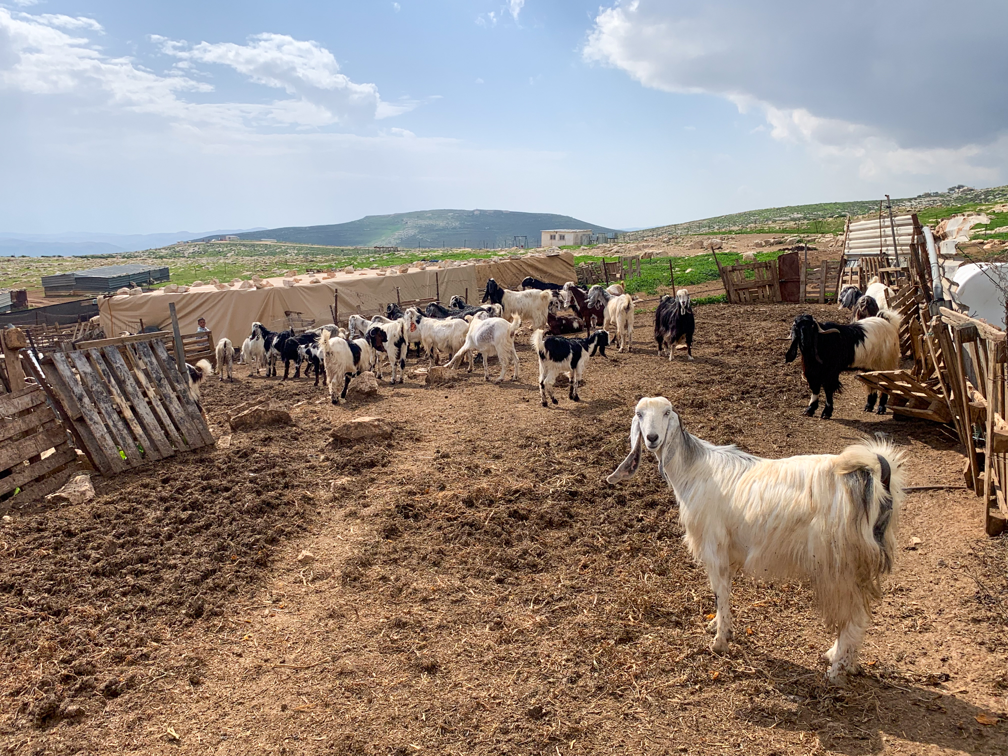Animals kept penned up mughayer al-deir