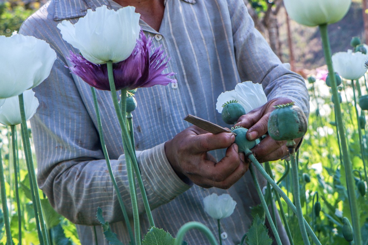 People working in the illegal poppy fields