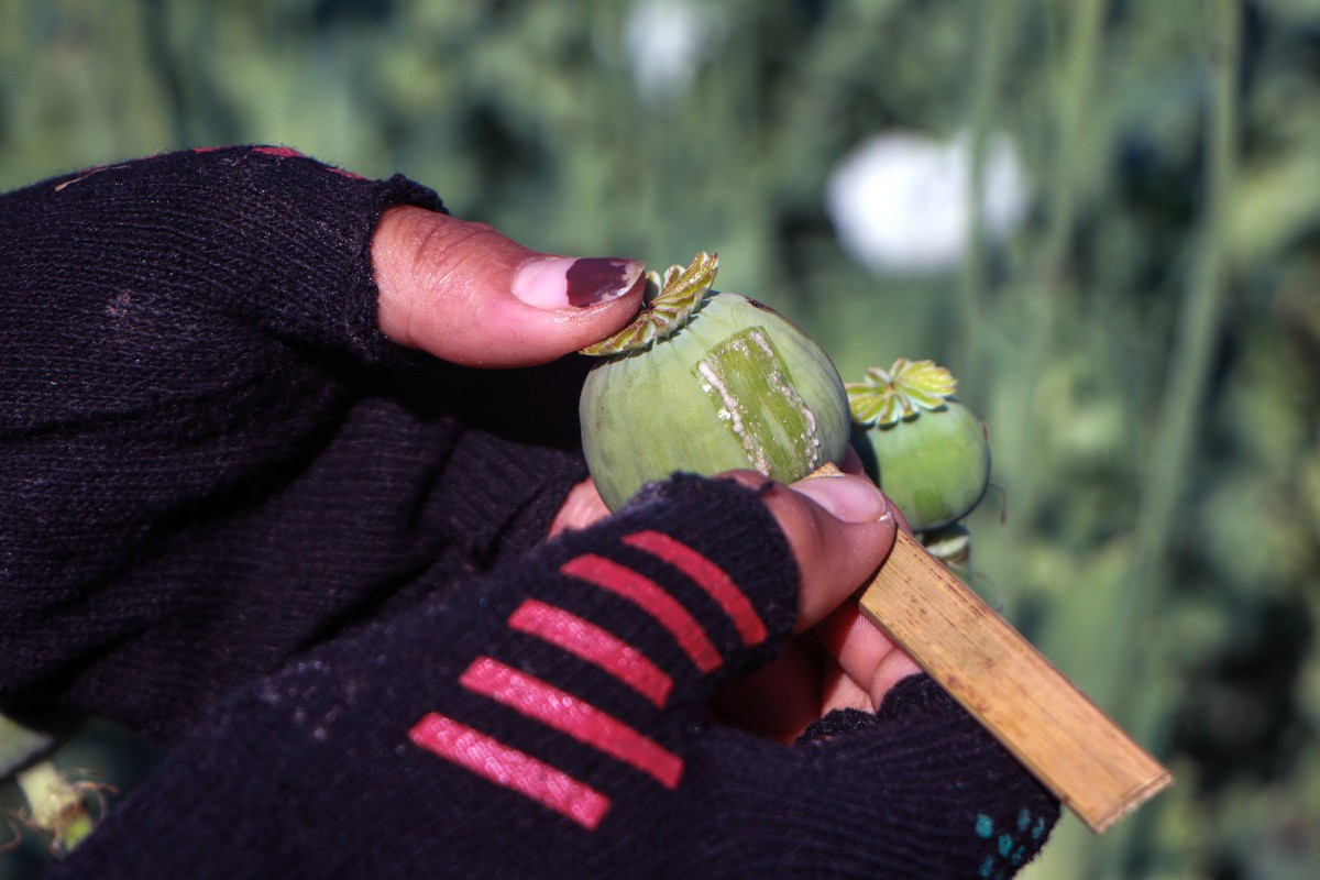 People working in the illegal poppy fields