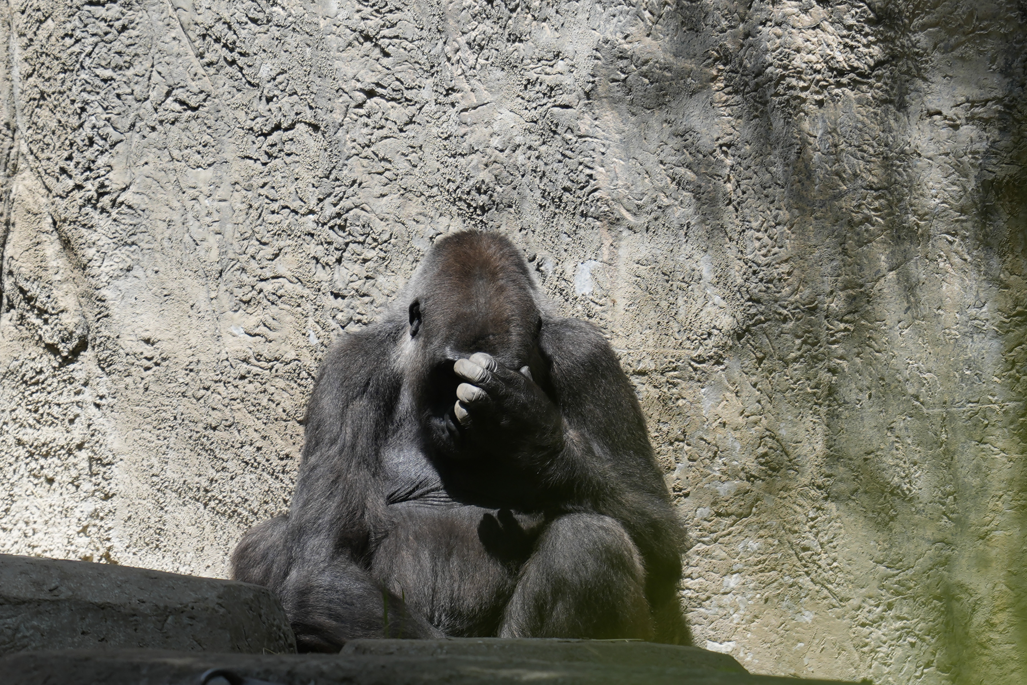 A gorilla sits in an enclosure as the sun returns at the Fort Worth Zoo after a total solar eclipse Monday