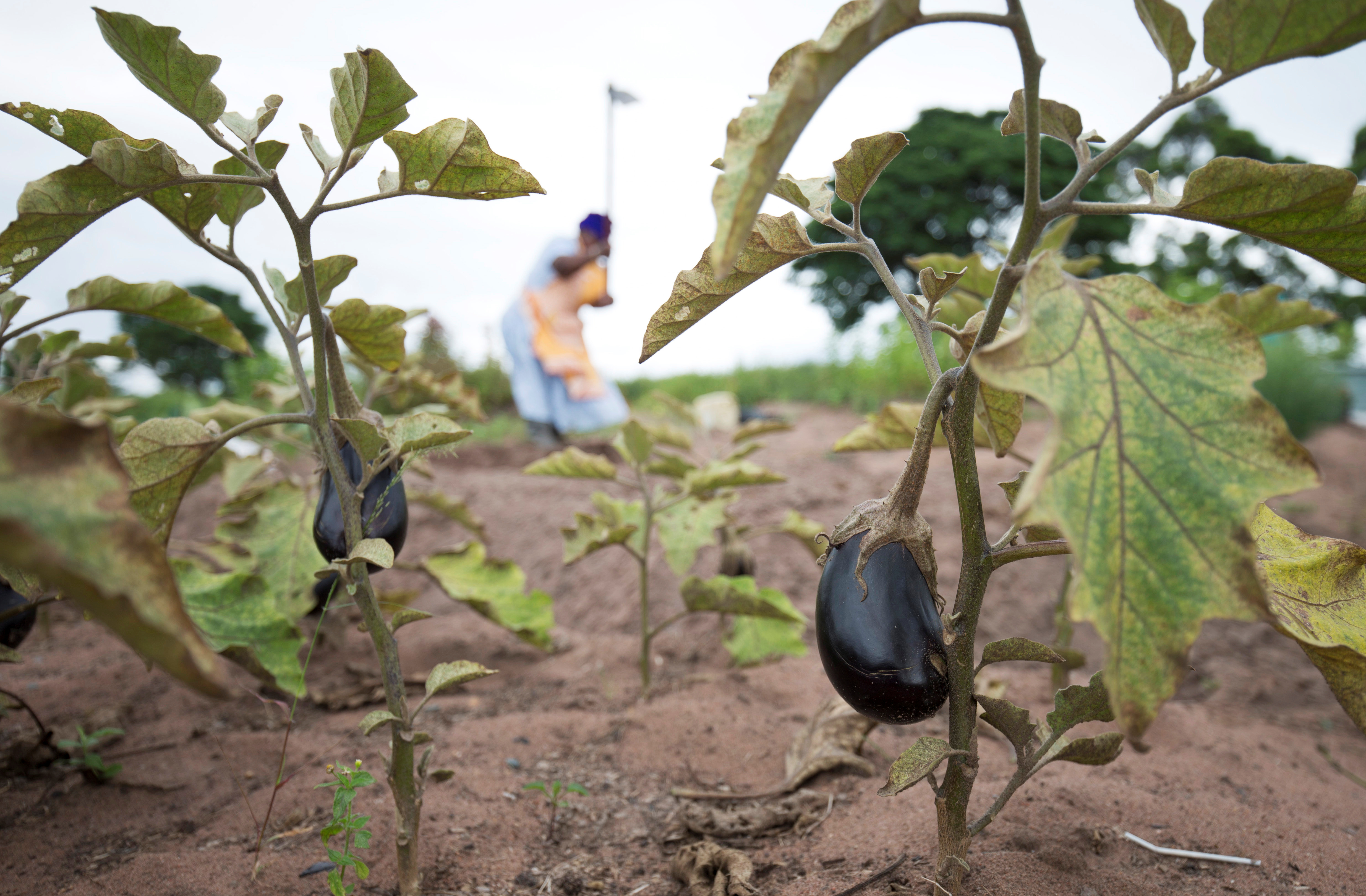 A farm worker in South Africa