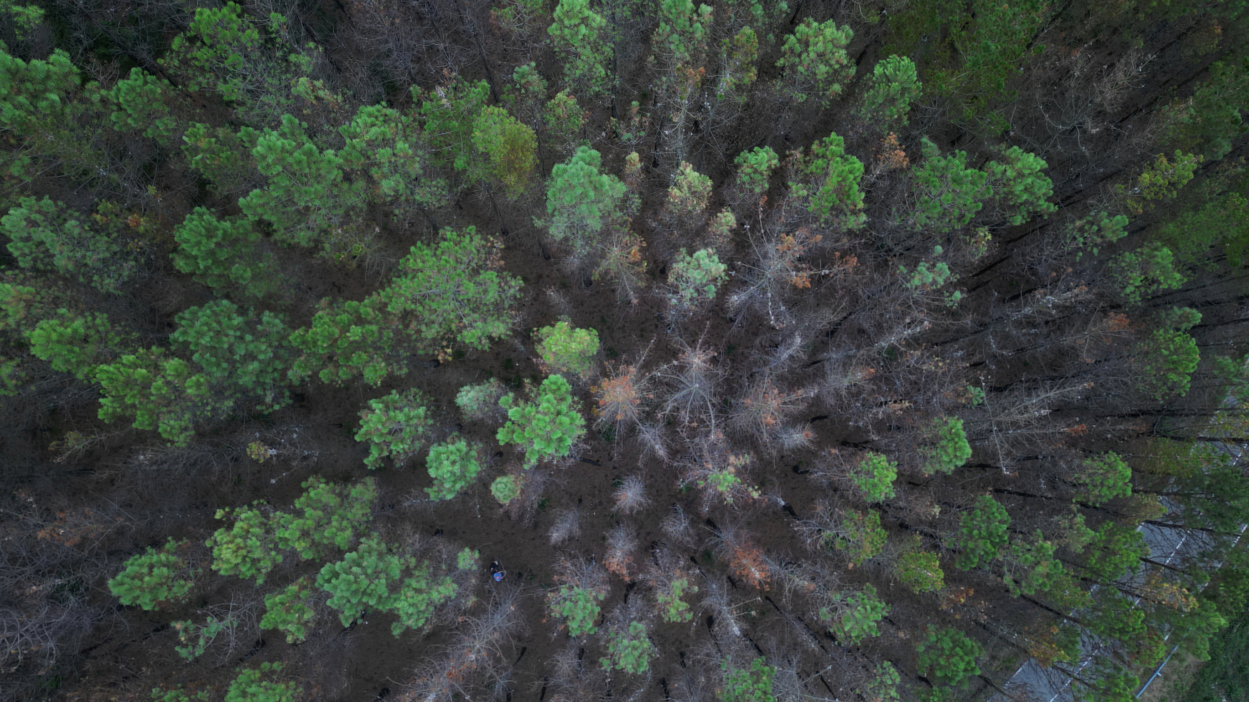 Trees with trunks blackened by forest fires are seen near the village of Setienes following an earlier outbreak of wildfires in northern Spain's Asturias region, August 24, 2023