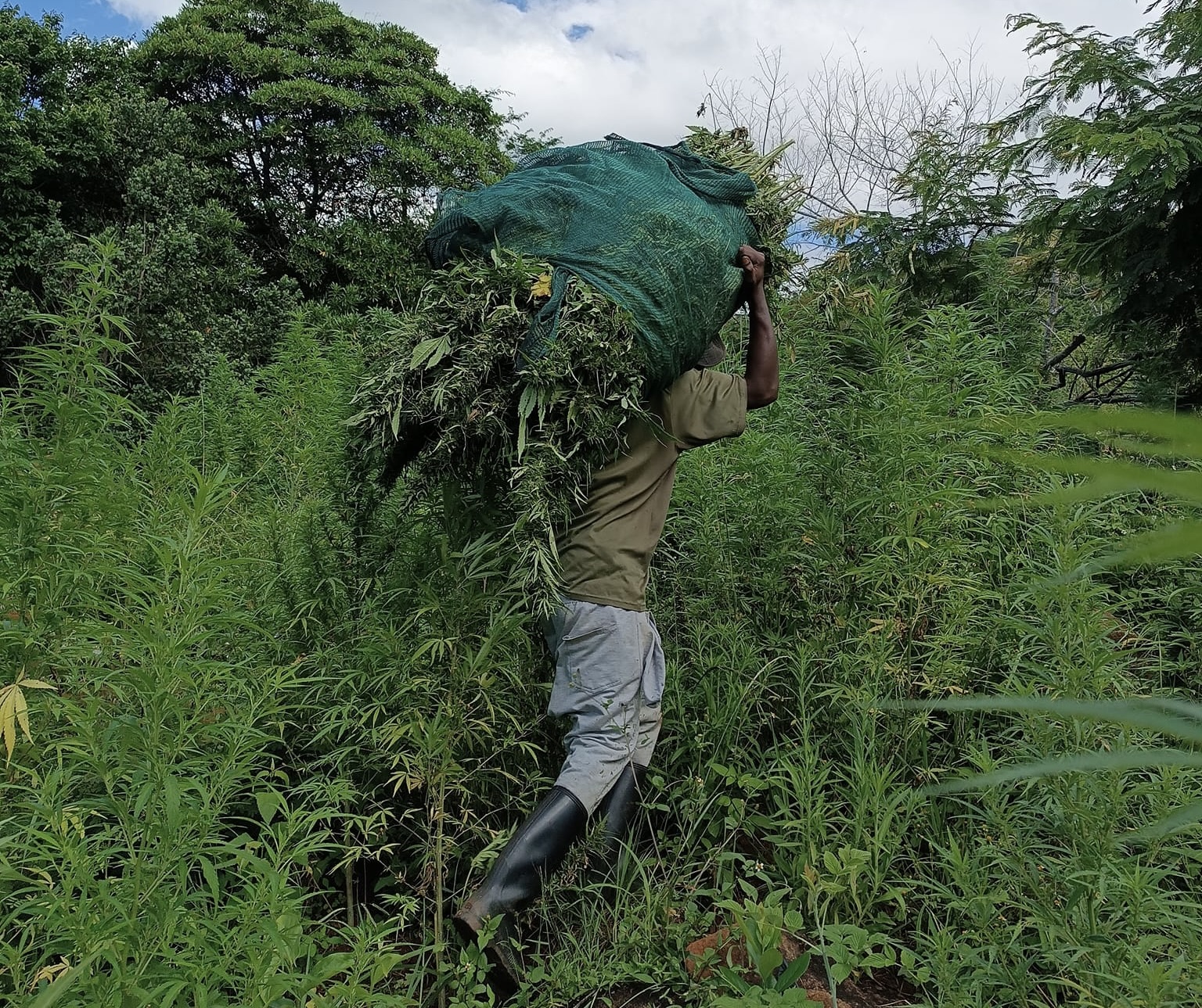 Cannabis being collected, carried and dried in the Hhohho region of Eswatini