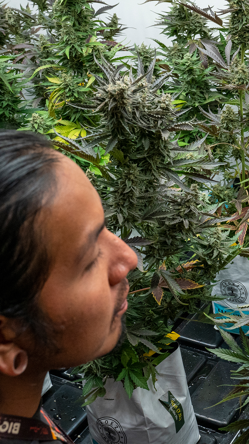 An Indigenous employee inspects marijuana plants in a greenhouse.