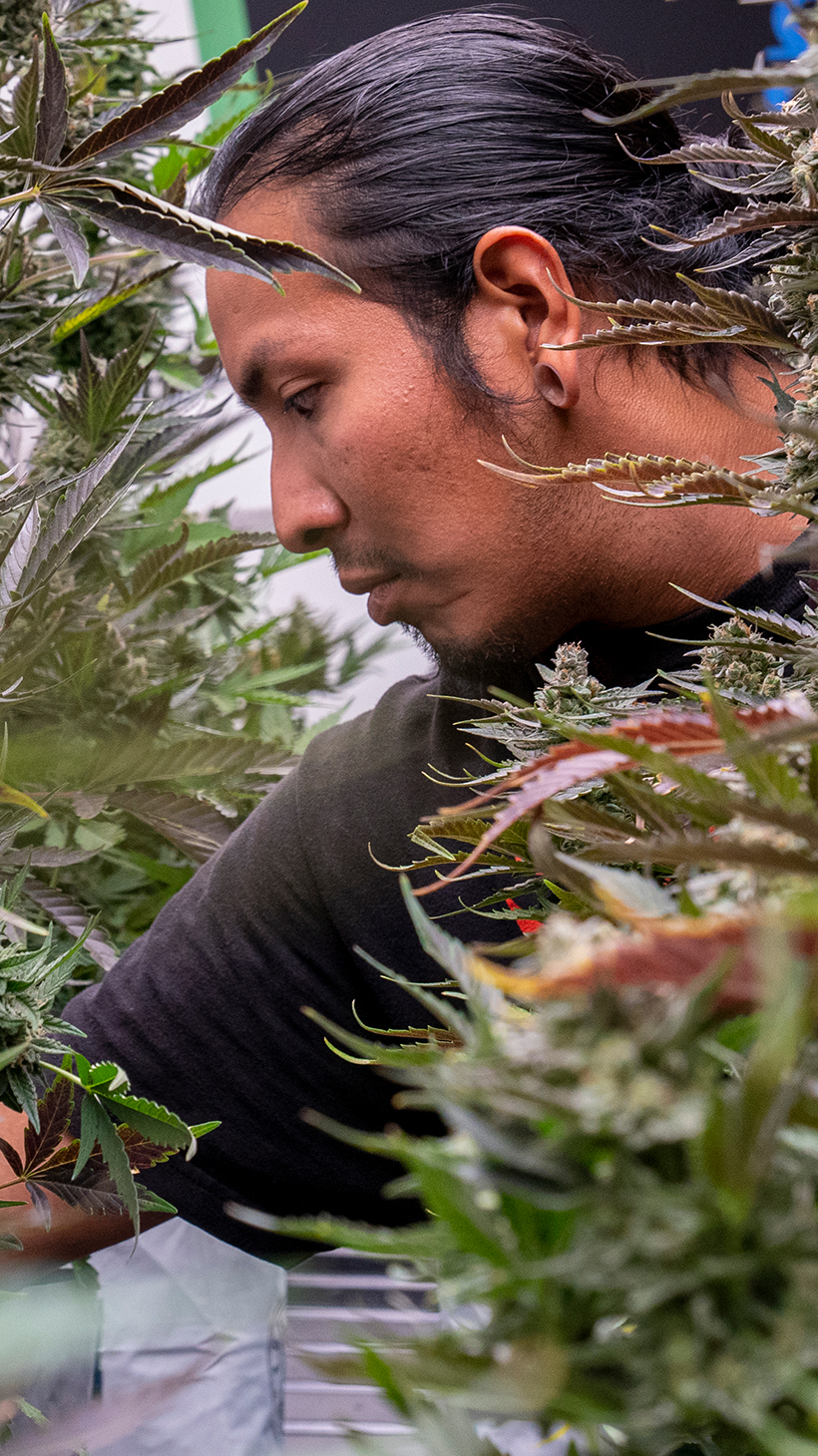 An Indigenous employee reaches between rows of marijuana plants.