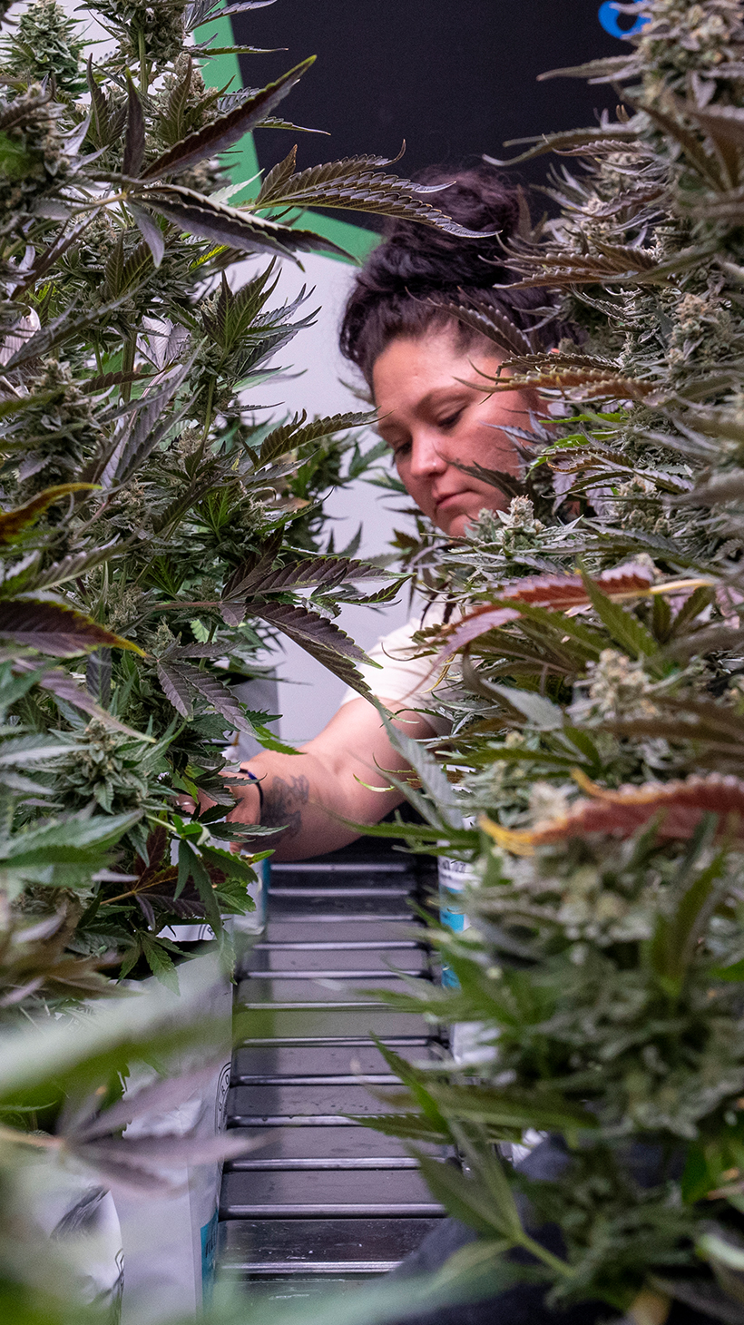 An employee stands between rows of marijuana bushes in a greenhouse.