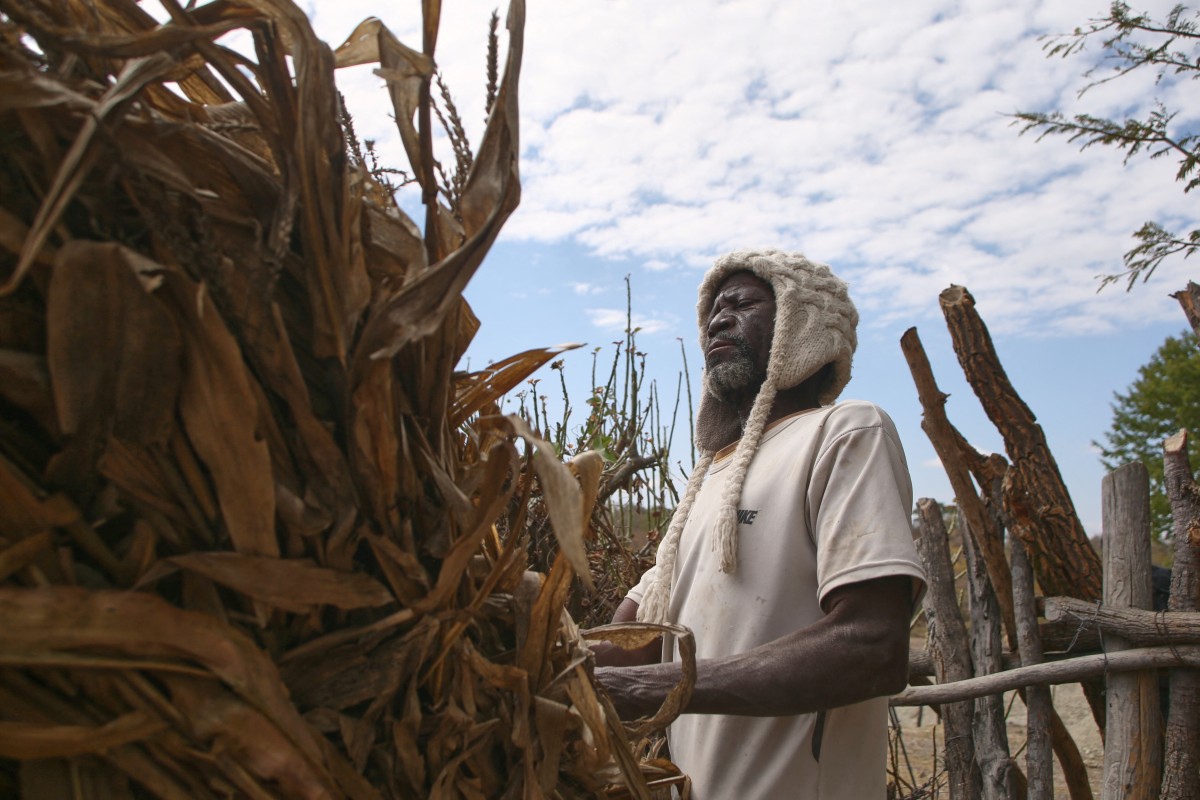 Farmer Takesure Chimbu of combs through dry stover,