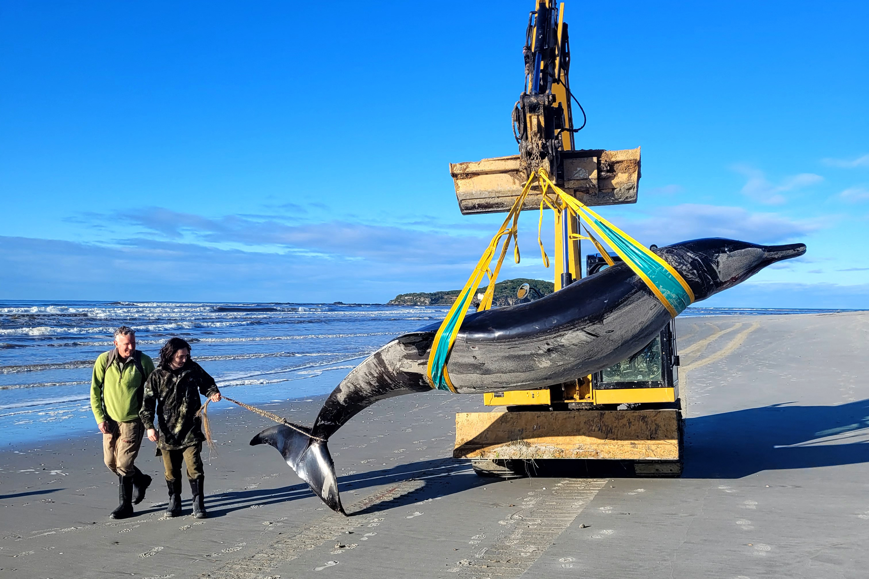 A handout photo taken on July 5, 2024 and received on July 16 from the New Zealand Department of Conservation shows rangers Jim Fyfe (L) and Tumai Cassidy walking beside what appears to be the carcass of a rare spade-toothed whale after it was discovered washed ashore on a beach near Taieri Mouth in New Zealand's southern Otago province. The species is so rare, it has never been seen alive. (Photo by Handout / New Zealand Department of Conservation / AFP) / RESTRICTED TO EDITORIAL USE - MANDATORY CREDIT "AFP PHOTO / NEW ZEALAND DEPARTMENT OF CONSERVATION" - NO MARKETING NO ADVERTISING CAMPAIGNS - DISTRIBUTED AS A SERVICE TO CLIENTS