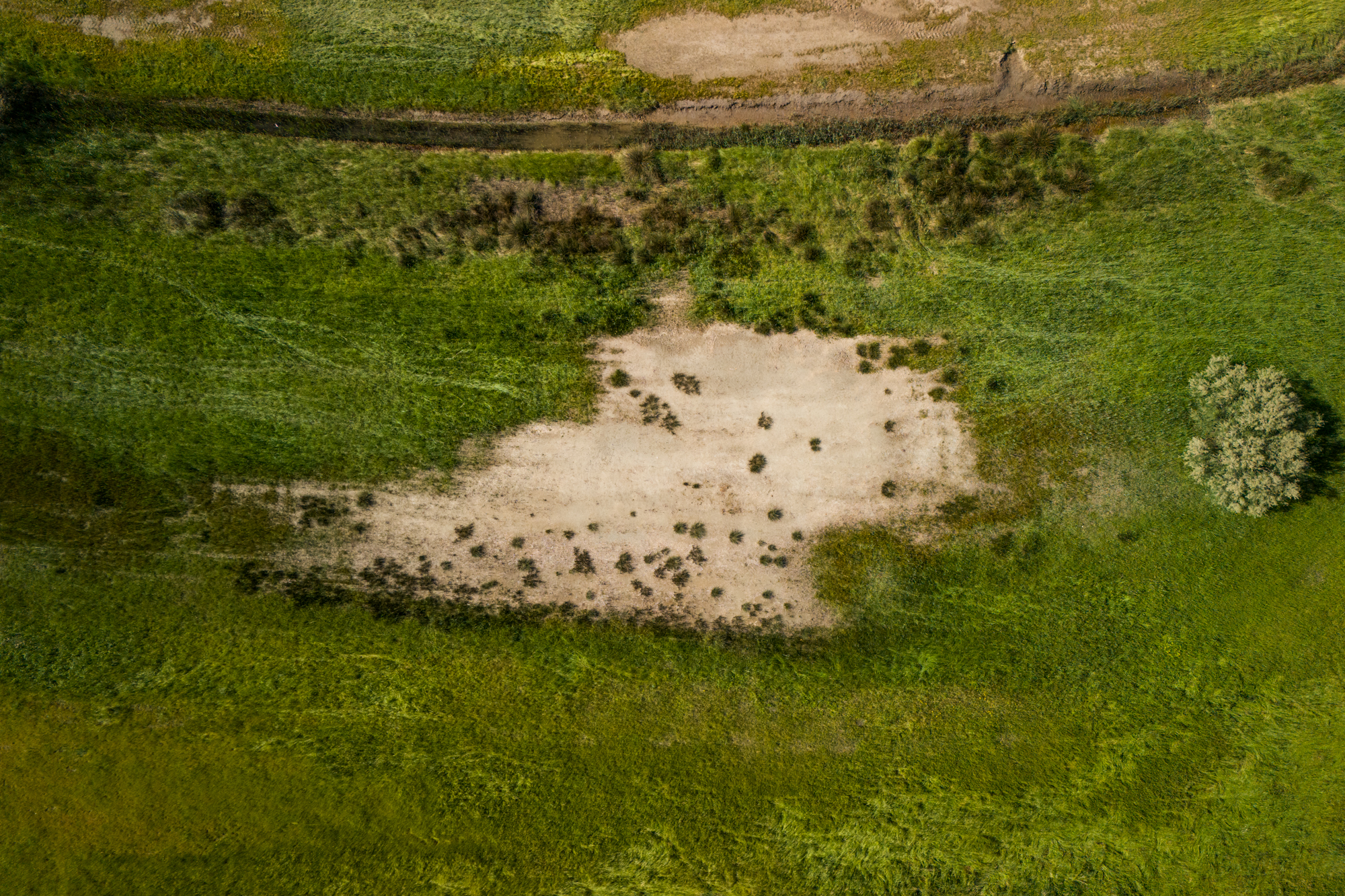 An area affected by desertification due to increased salinisation in a rice field near Porto Tolle, Rovigo, Veneto. salinisation alters the structure of the soil and the activity of the microorganisms that populate it, making it unusable for growing rice